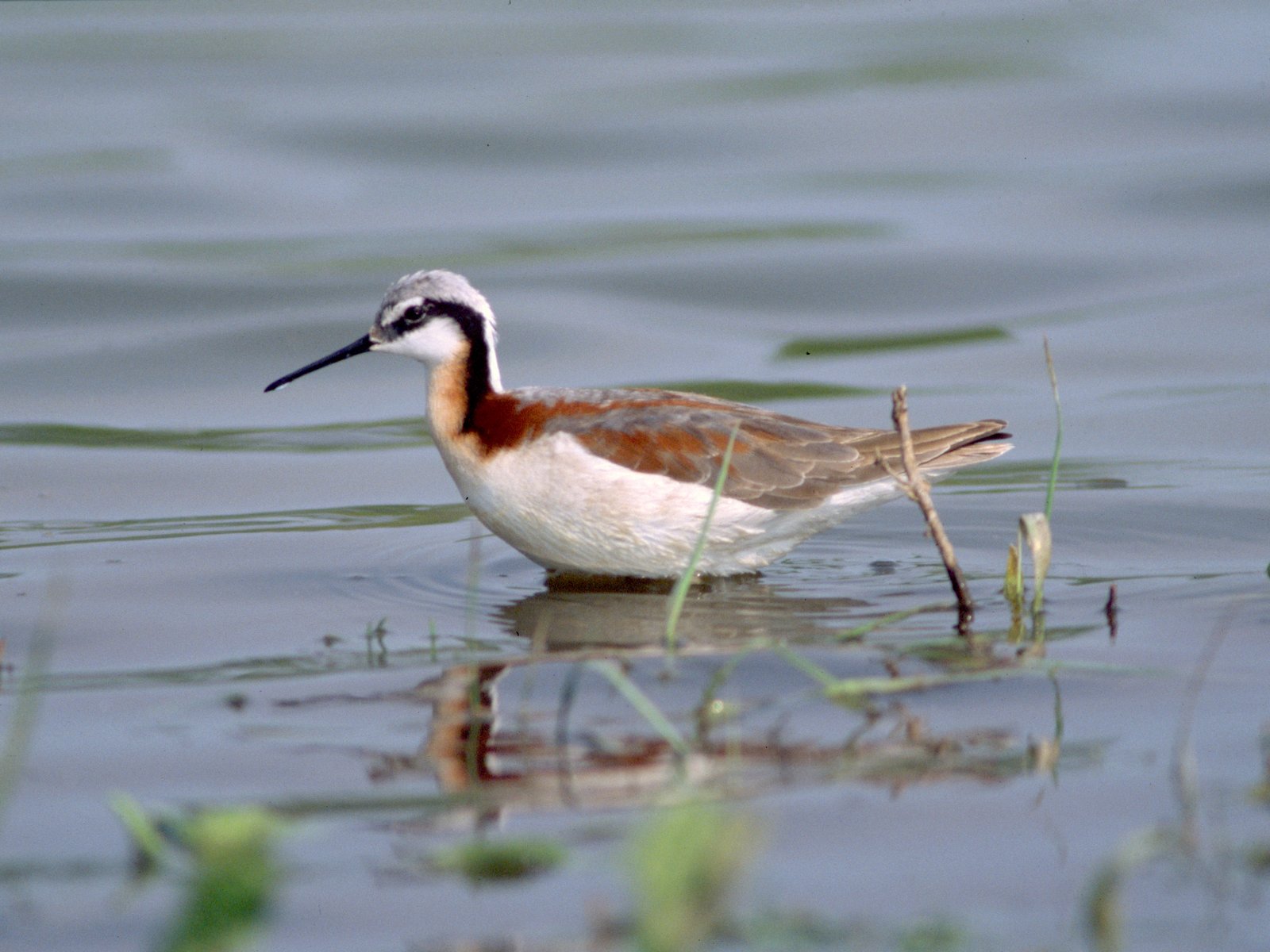 Grote franjepoot (Phalaropus tricolor)