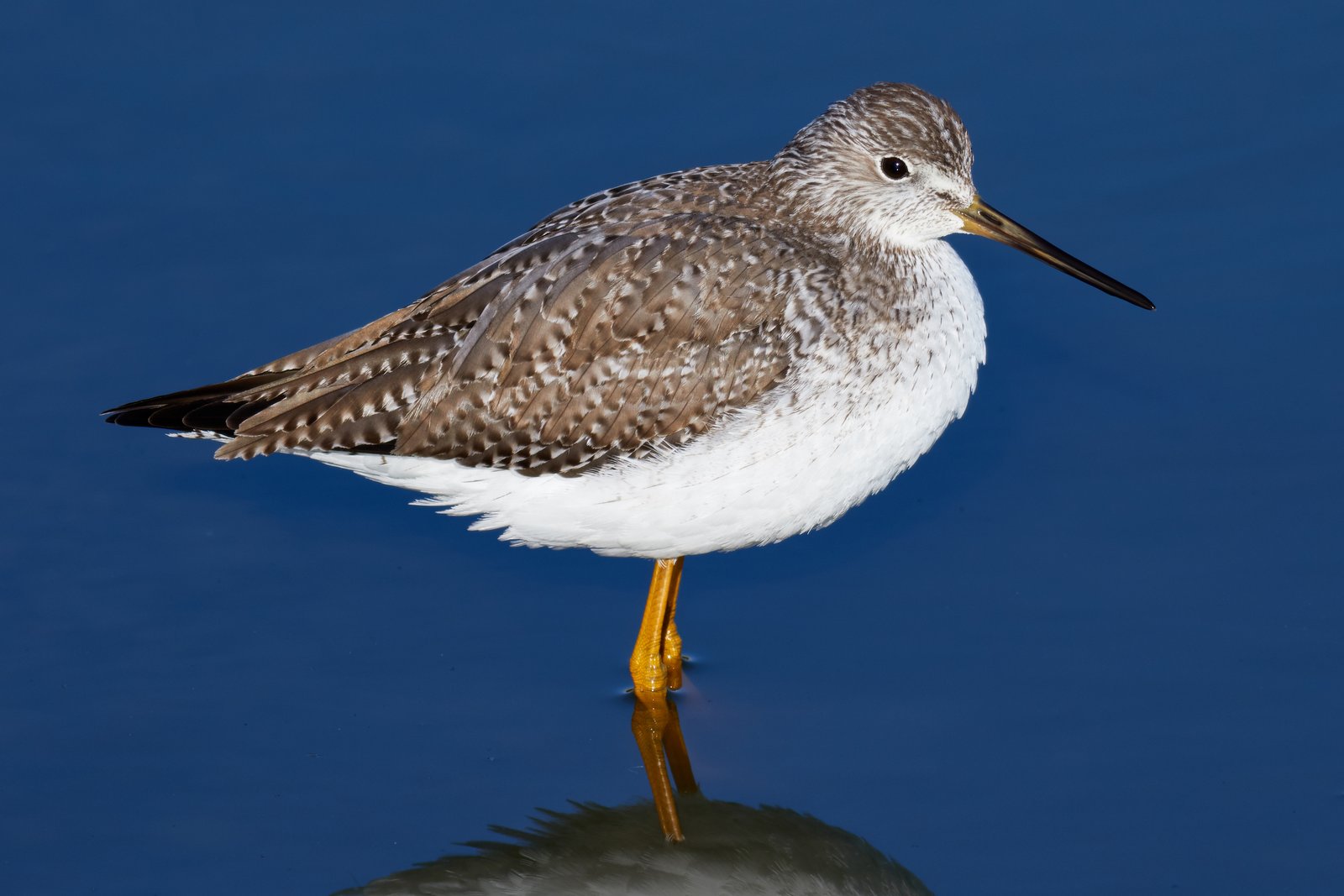 Grote geelpootruiter (Tringa melanoleuca)
