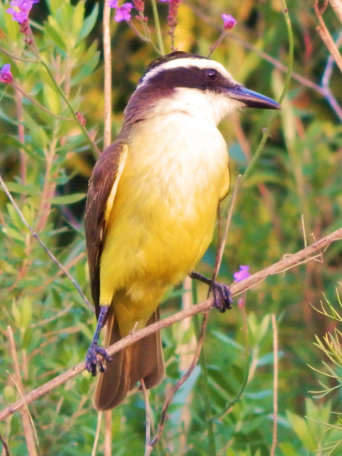 Grote kiskadie (Pitangus sulphuratus)