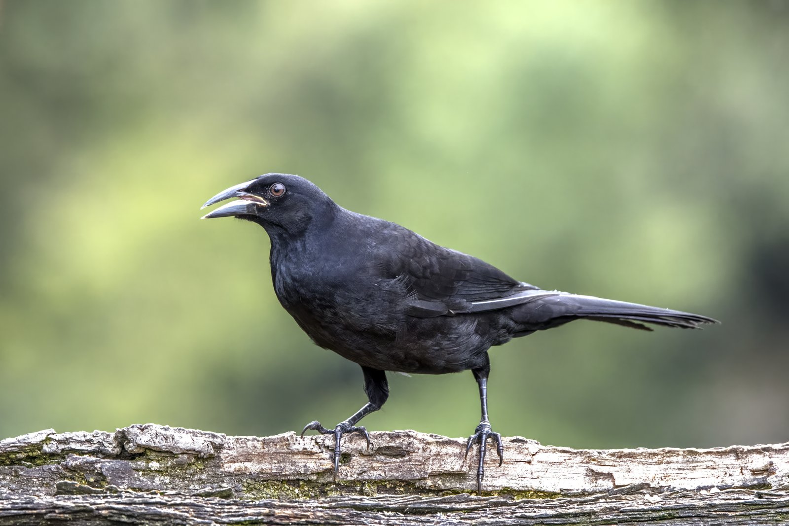 Grote koevogel (Molothrus oryzivorus)