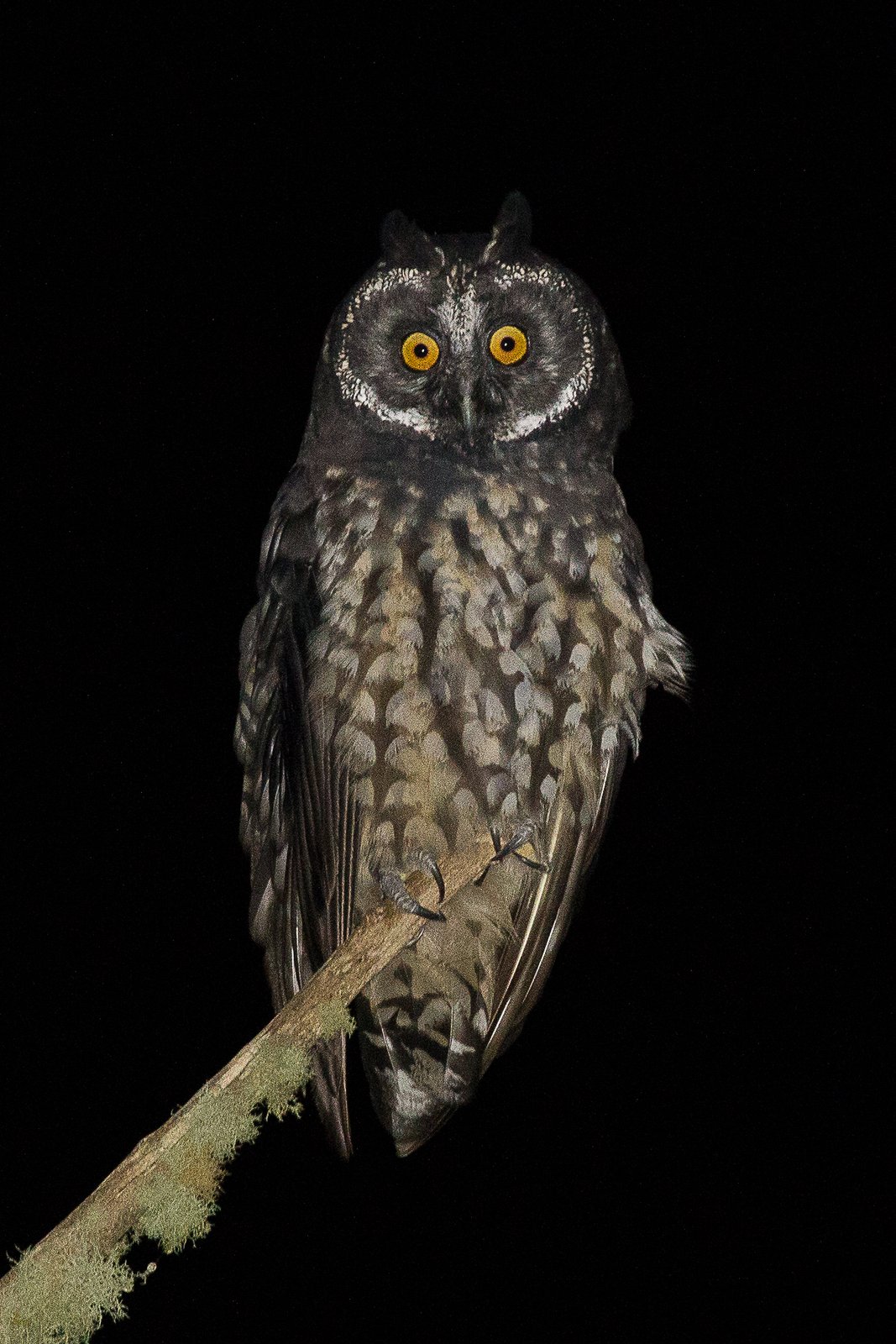 Grote ransuil (Asio stygius)