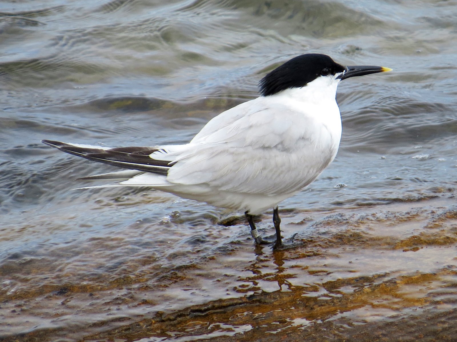 Grote stern (Thalasseus sandvicensis)