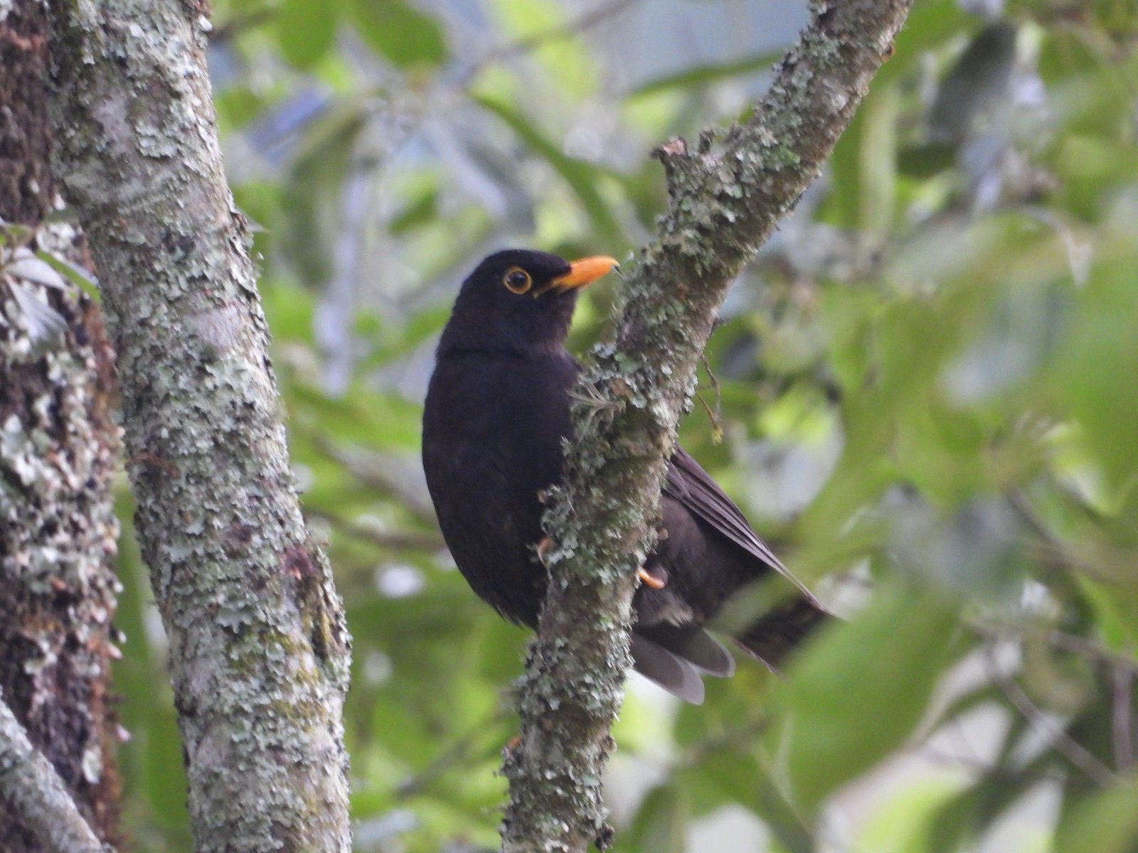 Guatemalalijster (Turdus infuscatus)