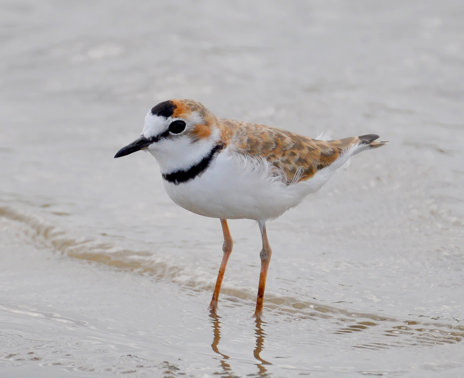 Halsbandplevier (Anarhynchus collaris)