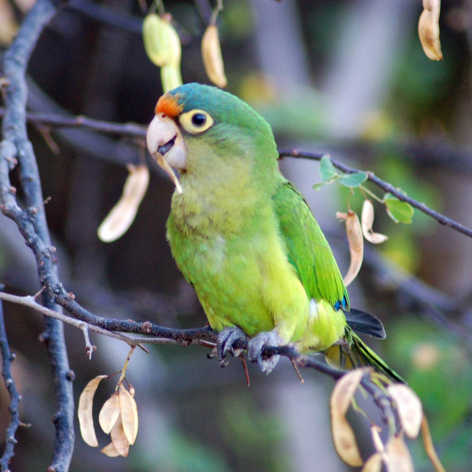 Halvemaanparkiet (Eupsittula canicularis)