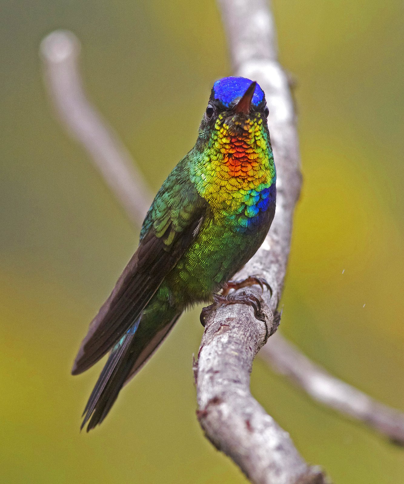 Irazúkolibrie (Panterpe insignis)