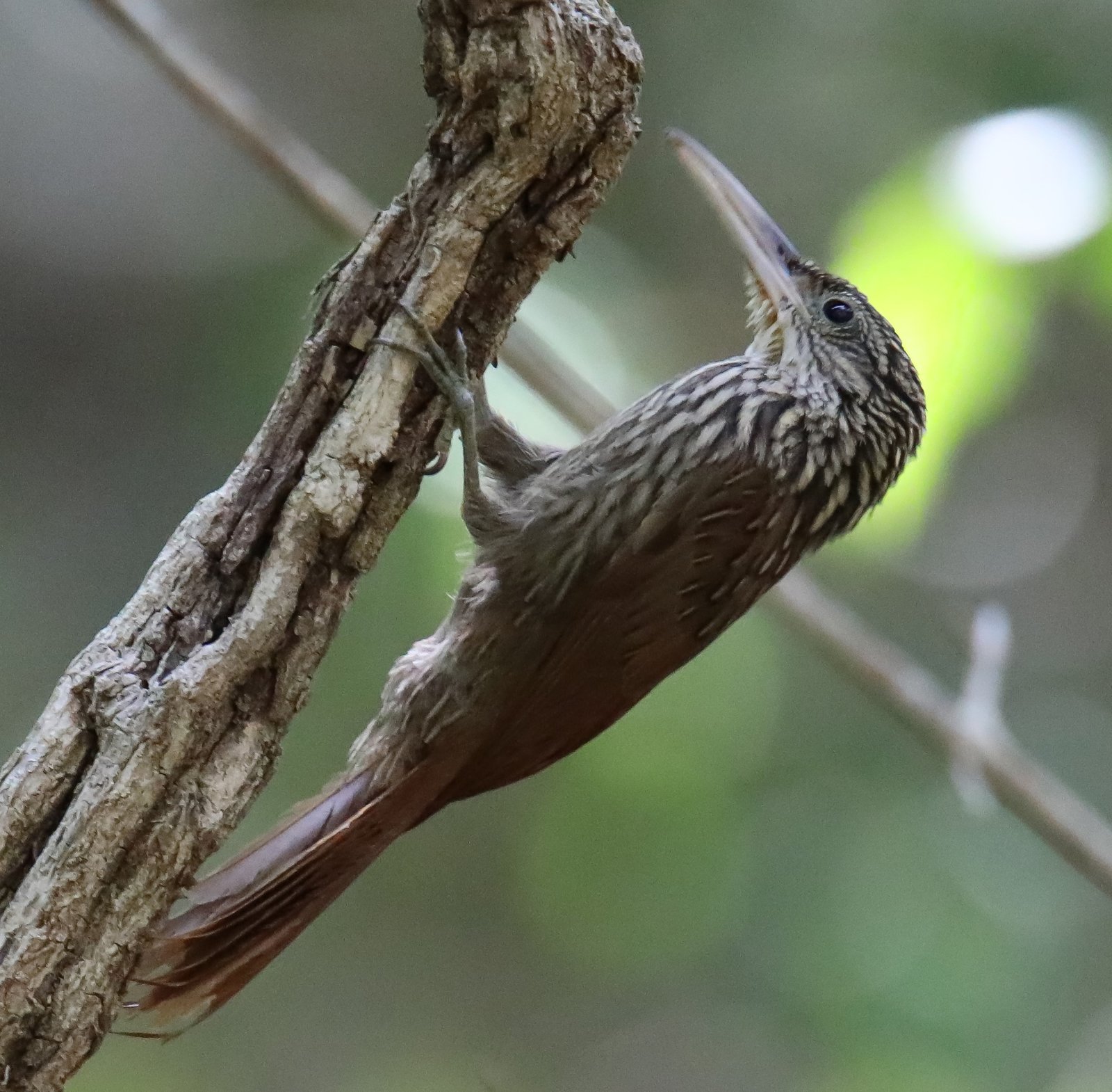 Ivoorsnavelmuisspecht (Xiphorhynchus flavigaster)