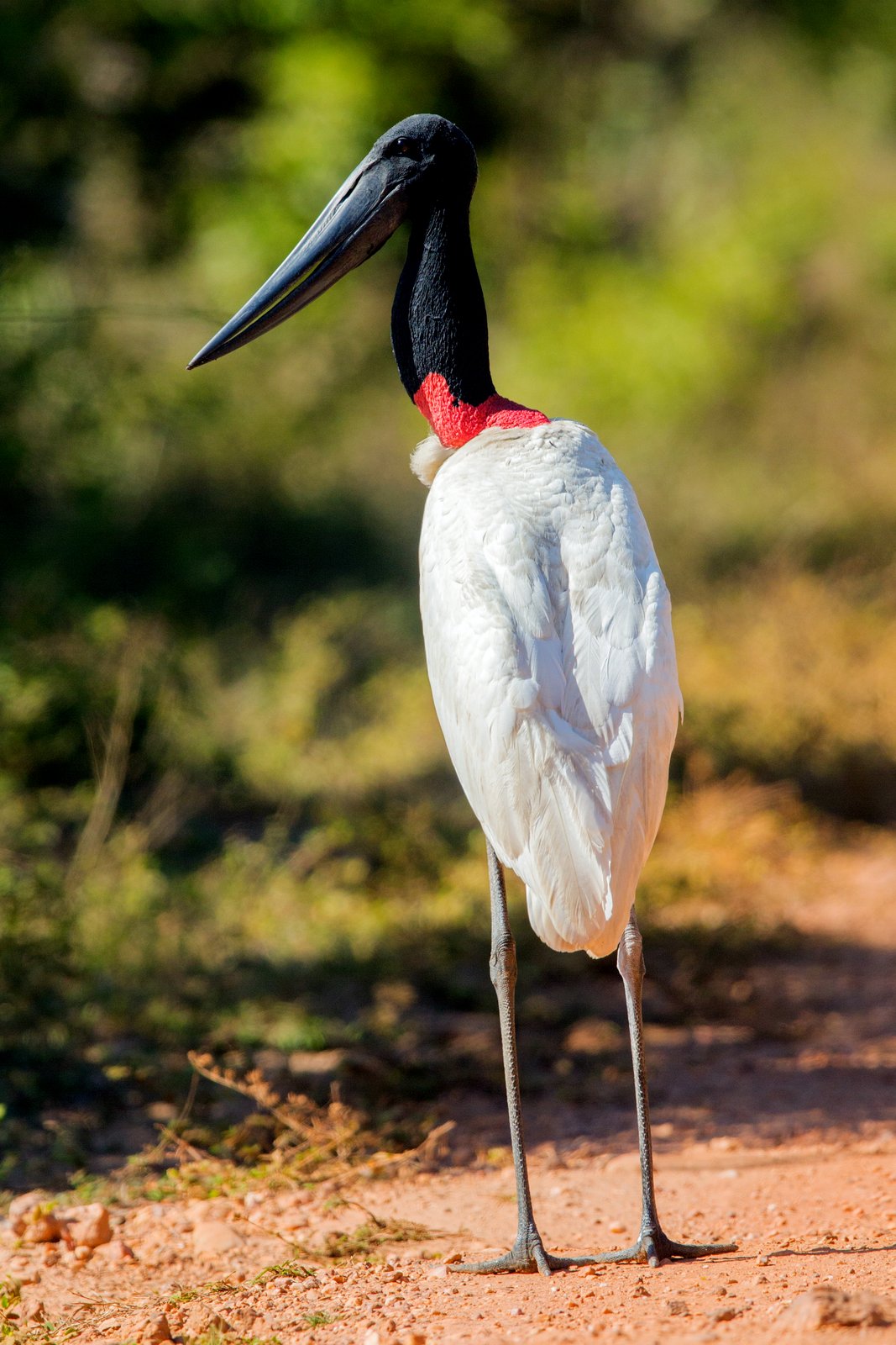 Jabiroe (Jabiru mycteria)