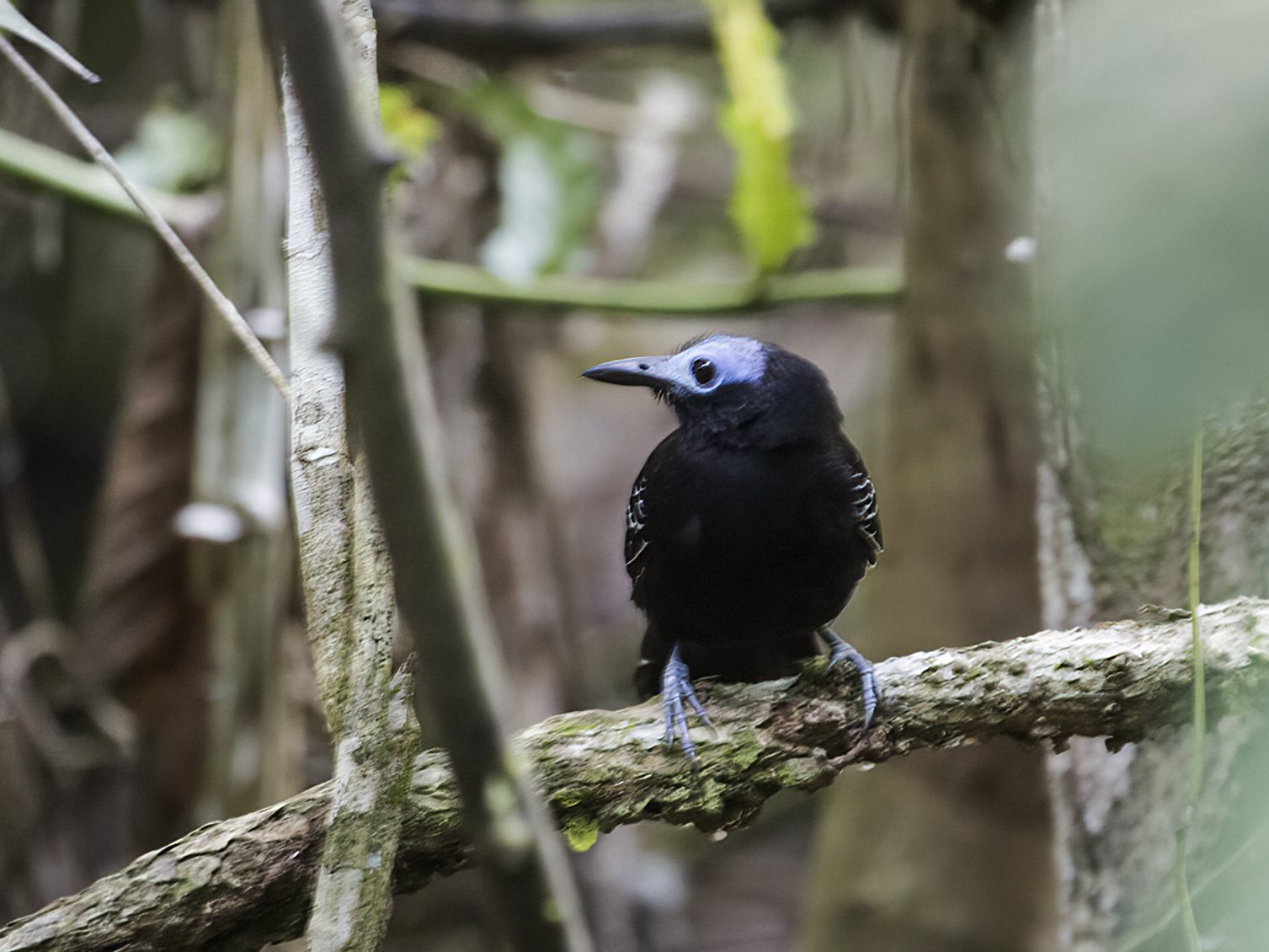 Kaalkopmiervogel (Gymnocichla nudiceps)