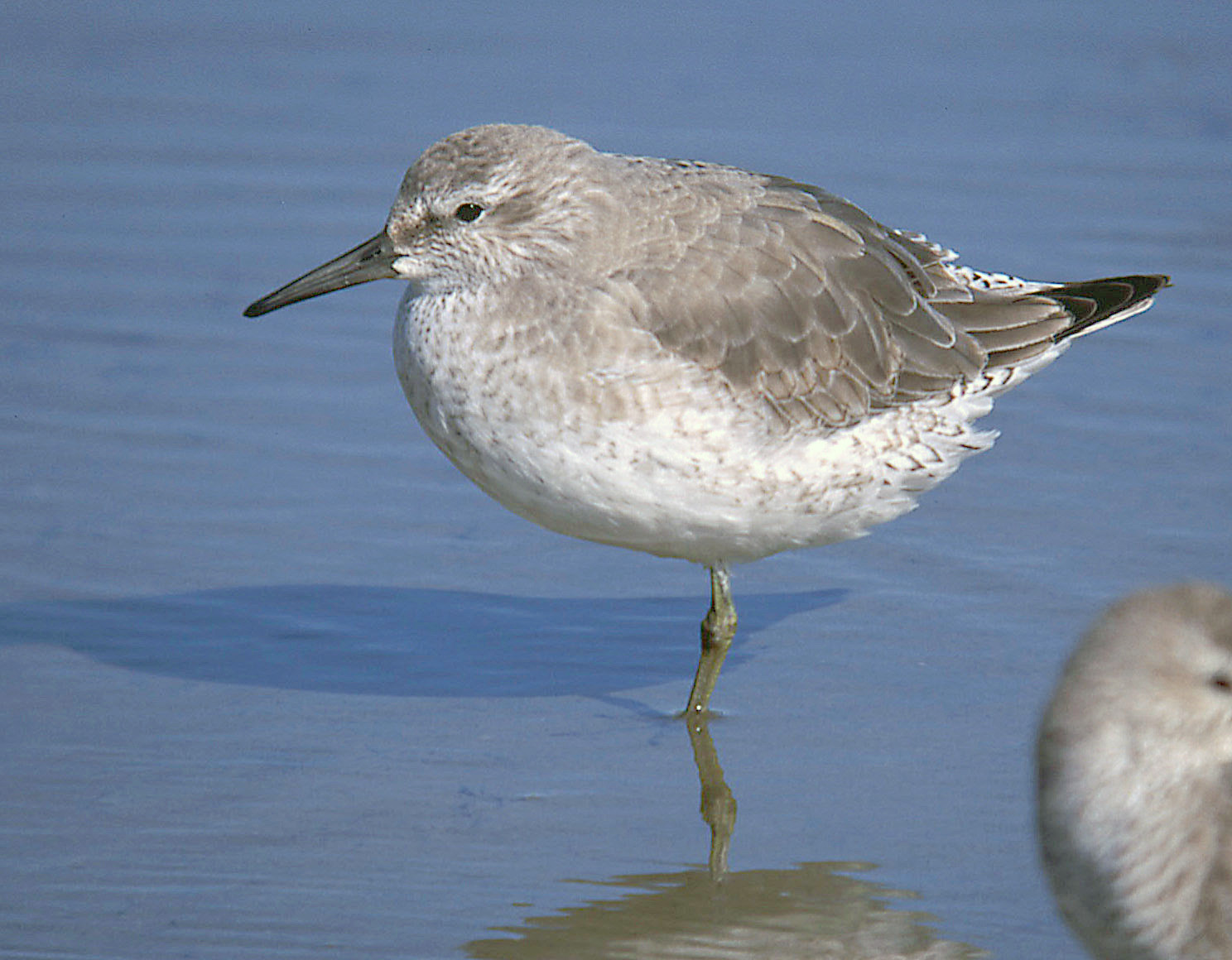 Kanoet (Calidris canutus)
