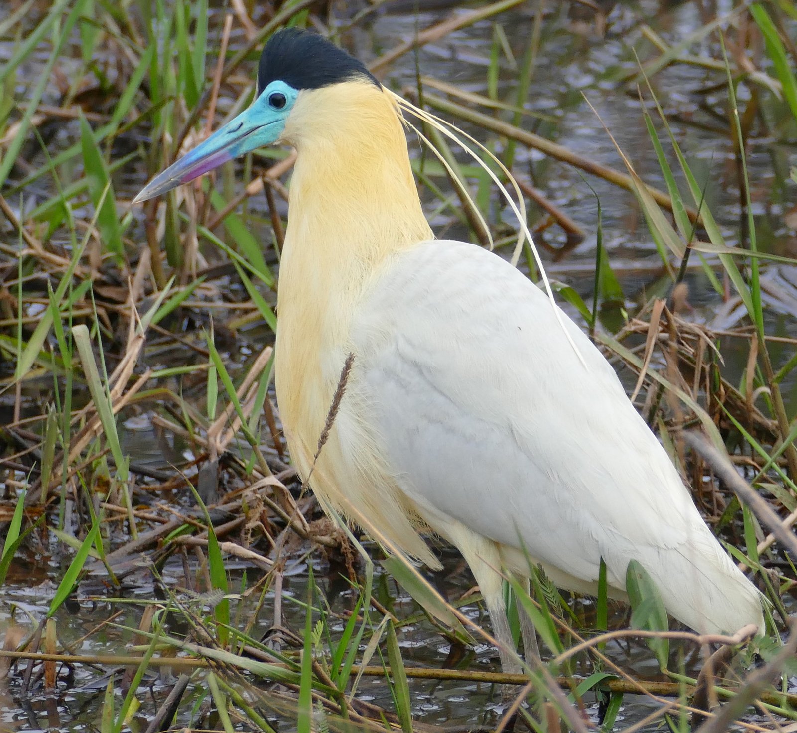 Kapreiger (Pilherodius pileatus)