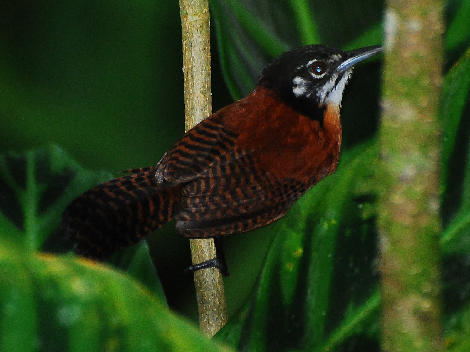 Kastanjewinterkoning (Cantorchilus nigricapillus)