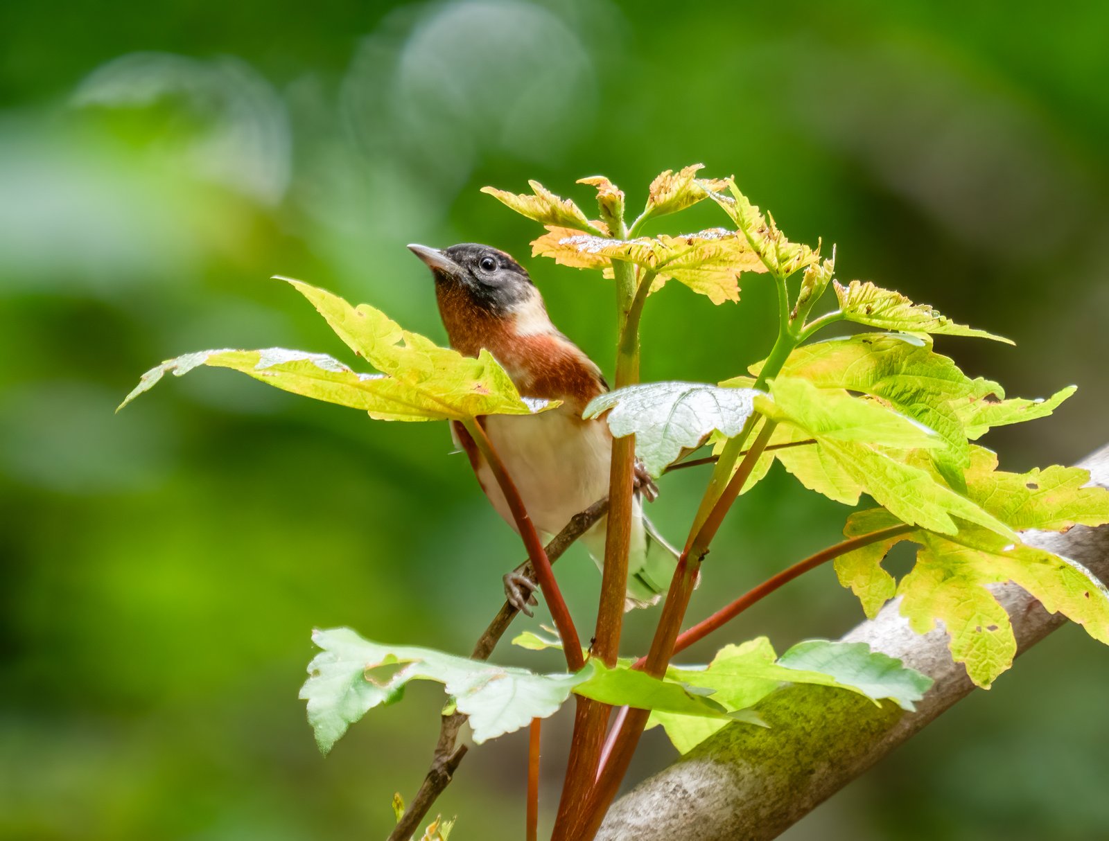 Kastanjezanger (Setophaga castanea)