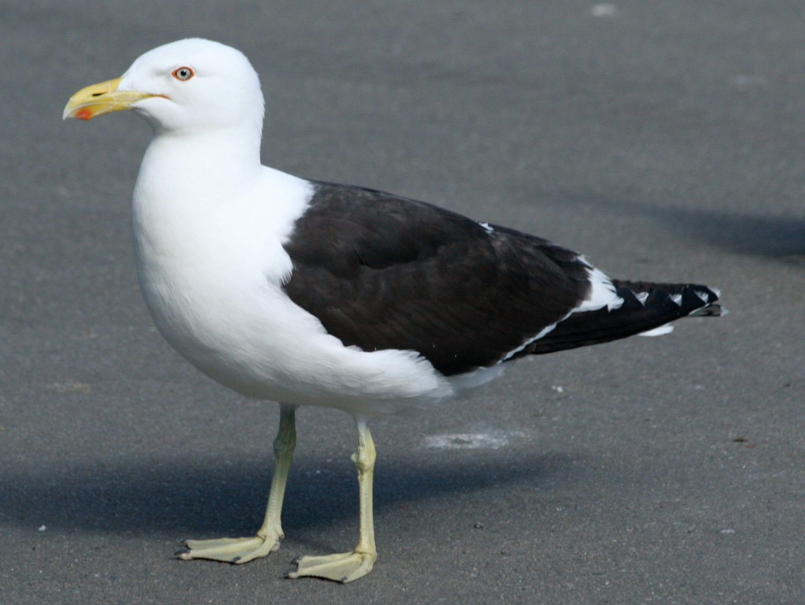 Kelpmeeuw (Larus dominicanus)