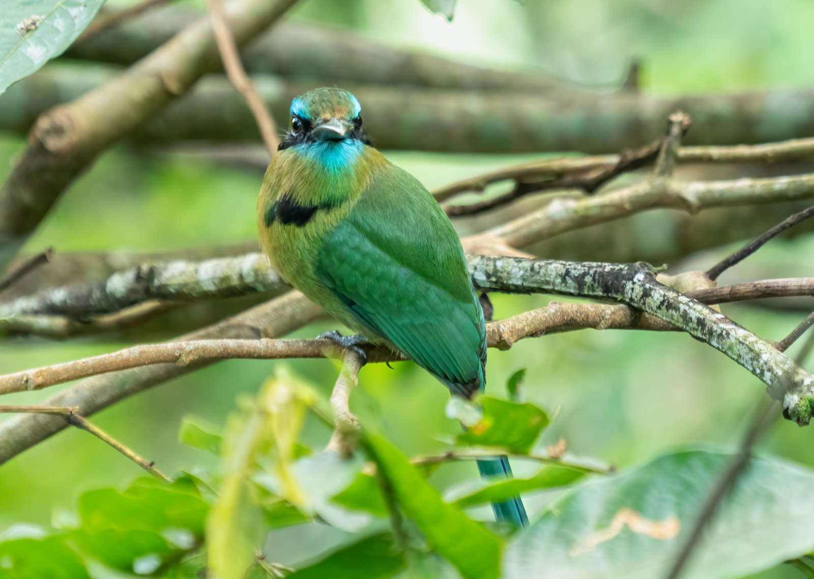 Kielsnavelmotmot (Electron carinatum)