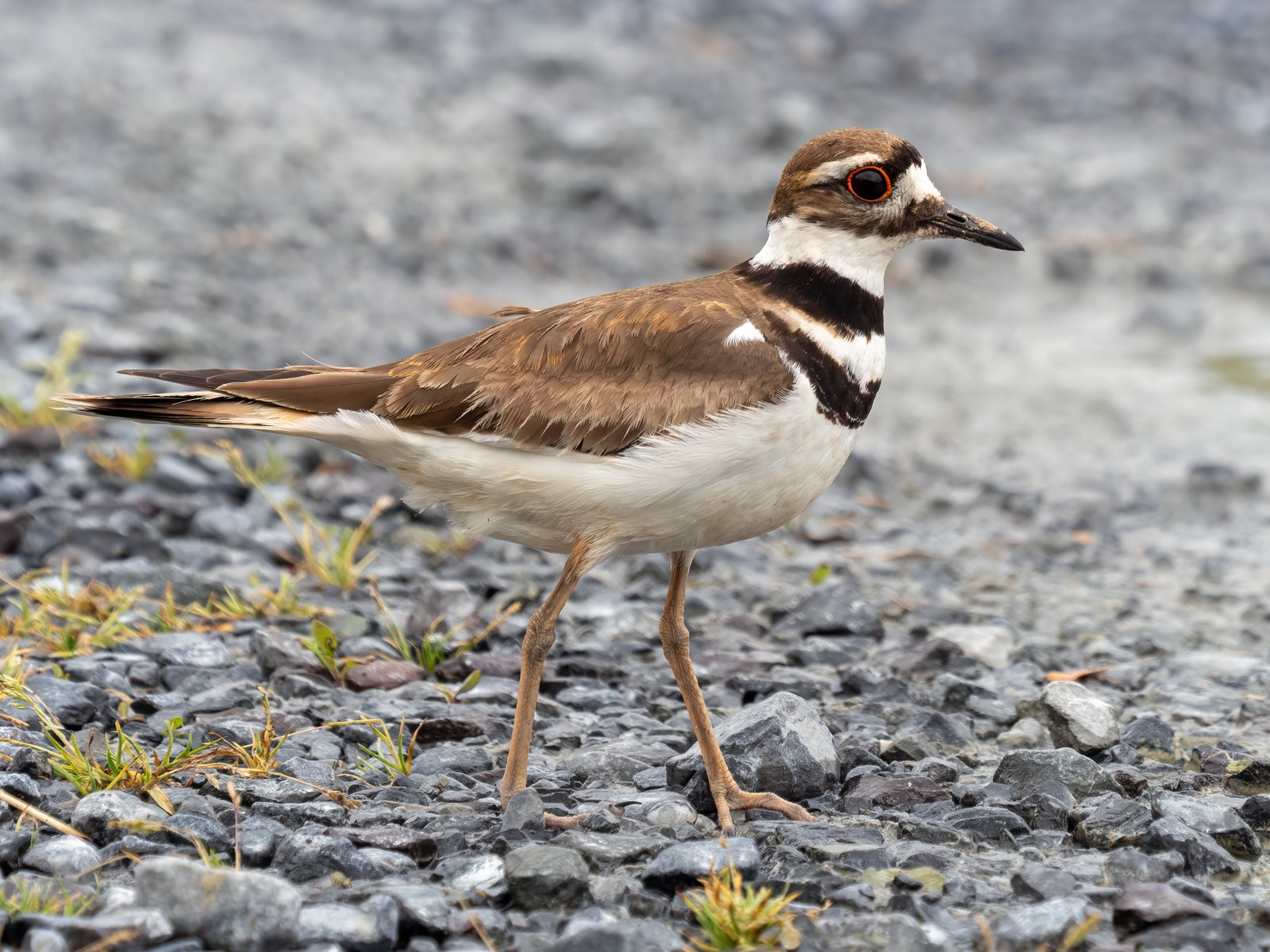 Killdeerplevier (Charadrius vociferus)