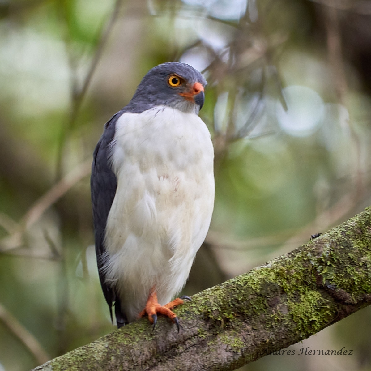 Kleine bonte buizerd (Leucopternis semiplumbeus)