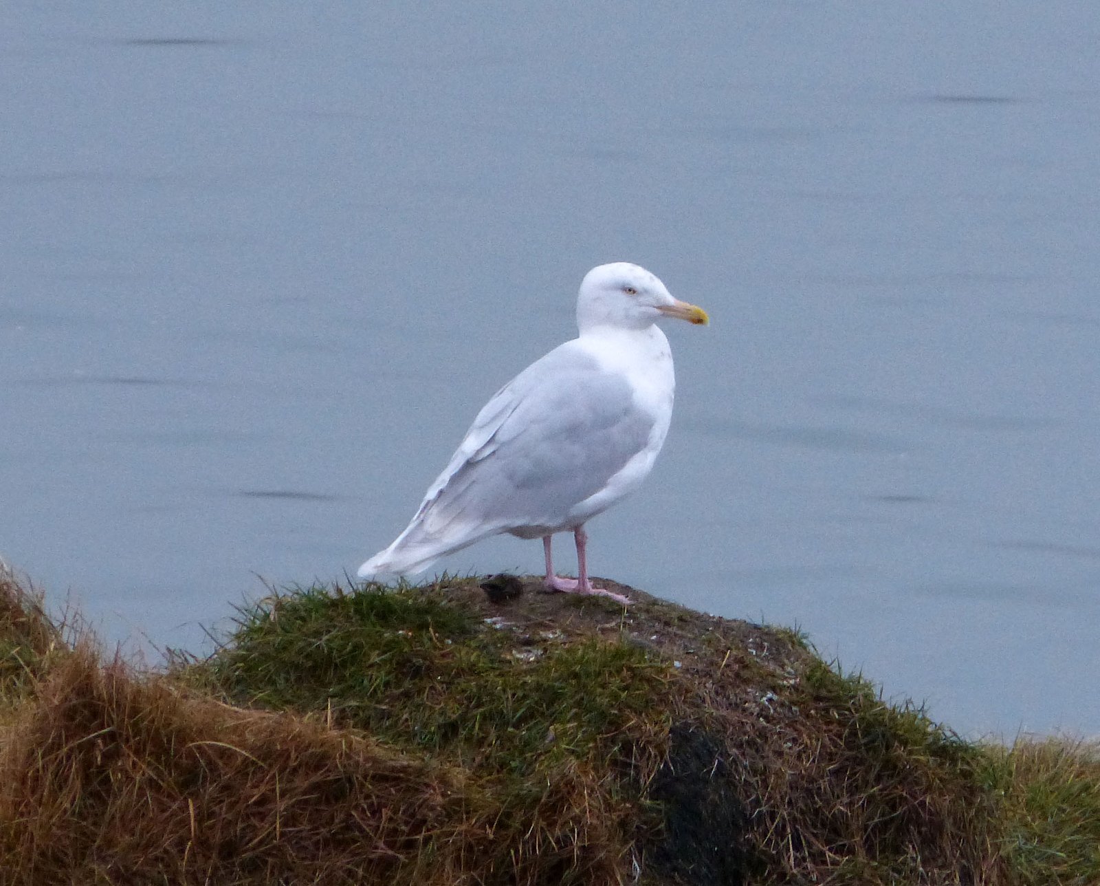 Kleine burgemeester (Larus glaucoides)