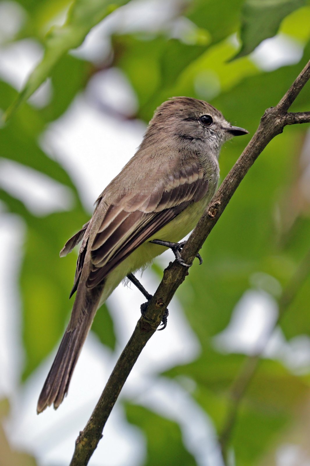 Kleine elenia (Elaenia chiriquensis)