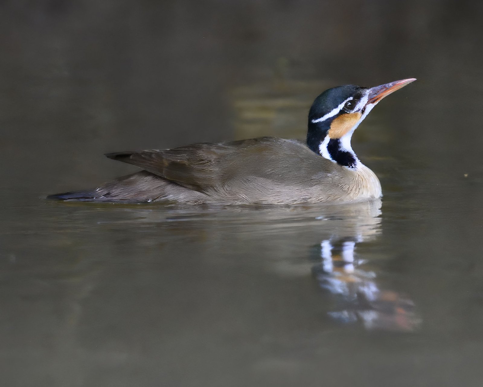 Kleine fuutkoet (Heliornis fulica)