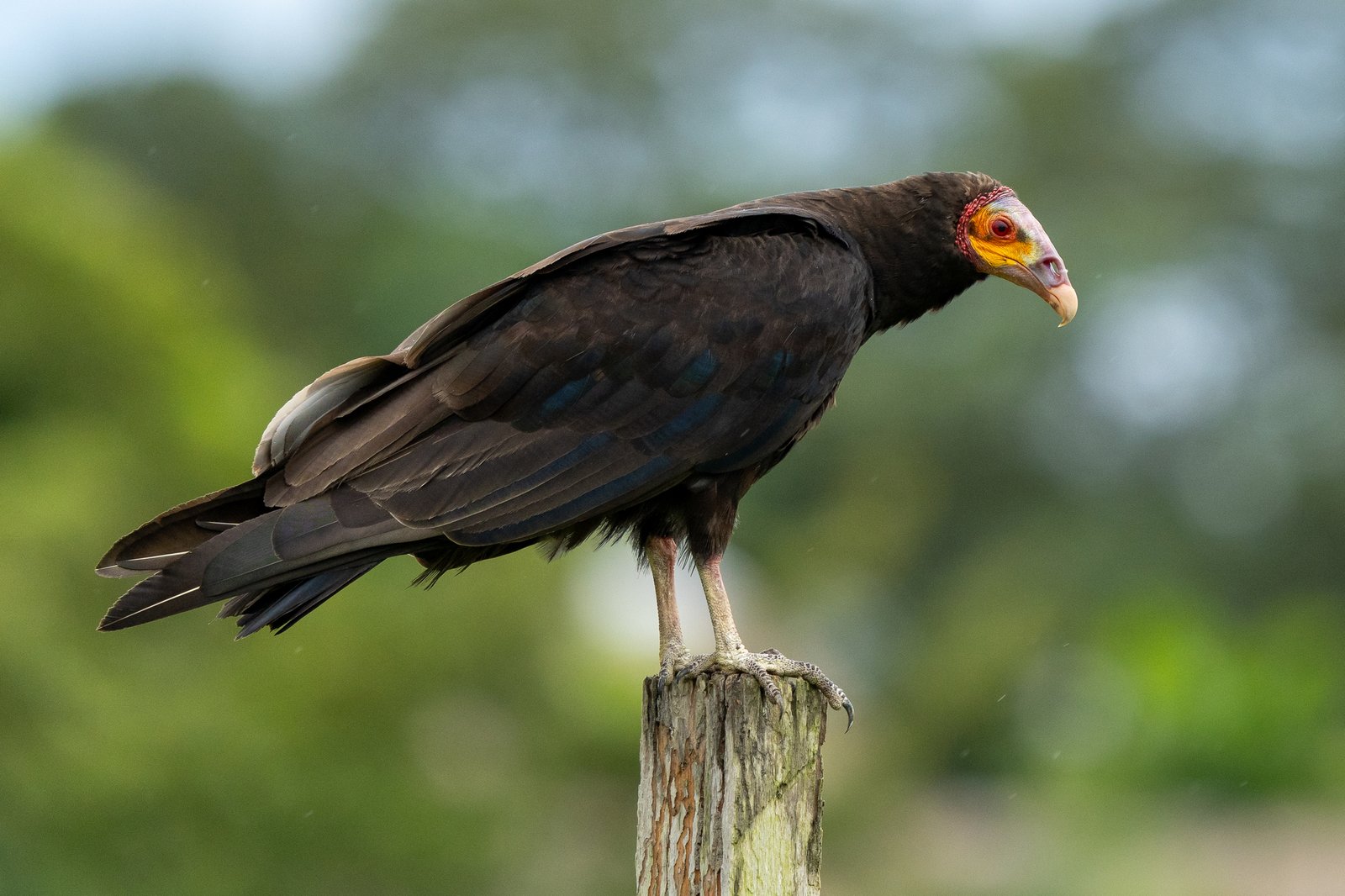 Kleine geelkopgier (Cathartes burrovianus)