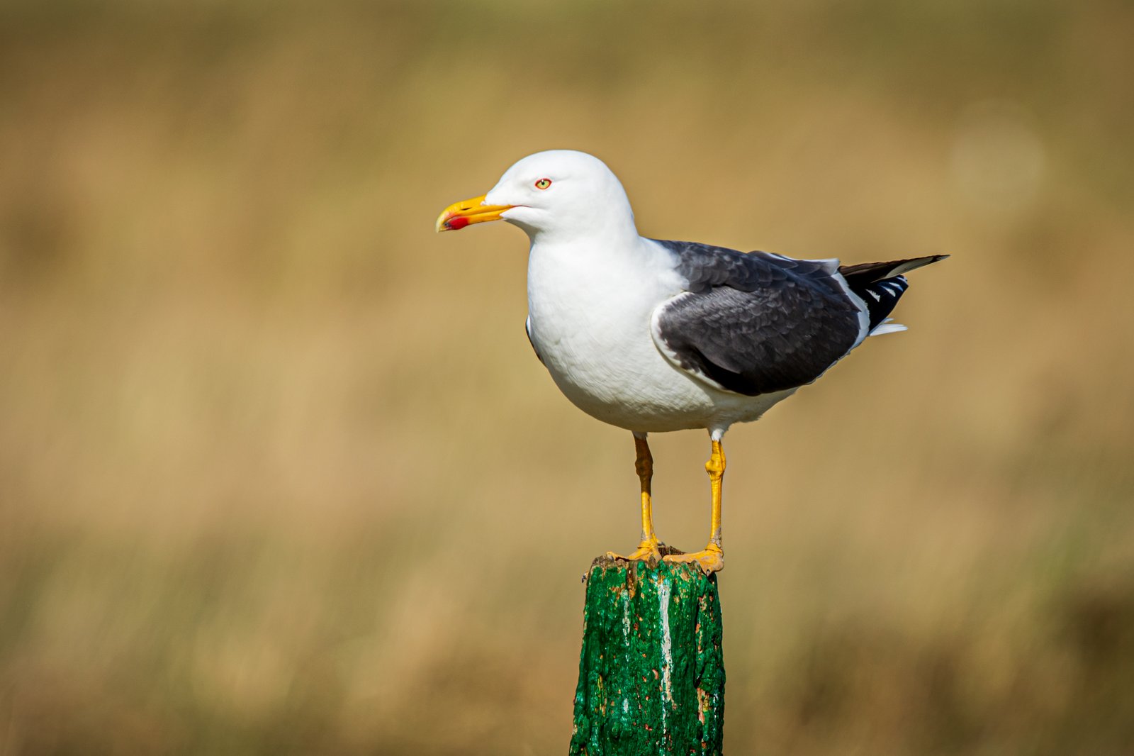 Kleine mantelmeeuw (Larus fuscus)
