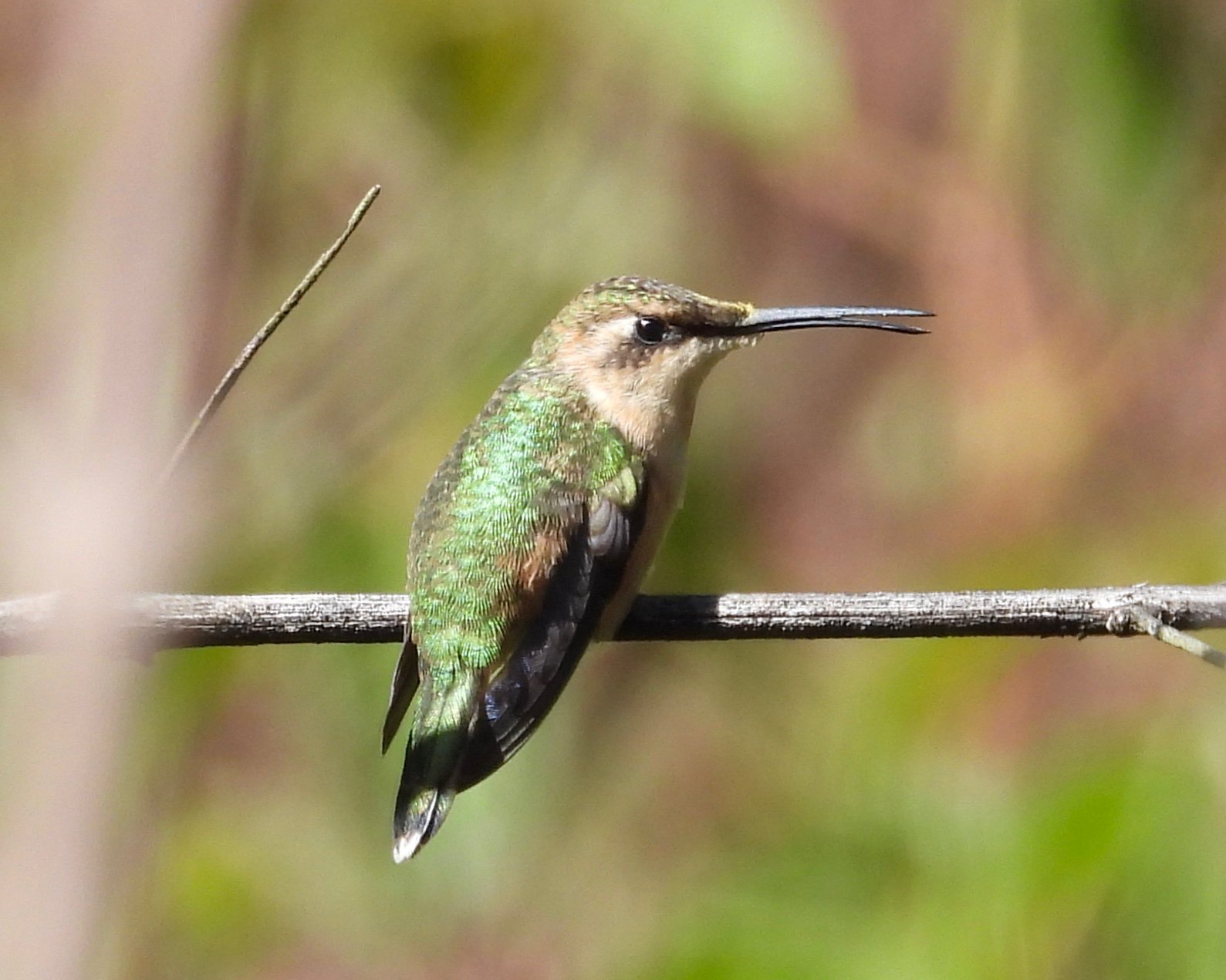 Kleine schaarstaartkolibrie (Doricha enicura)