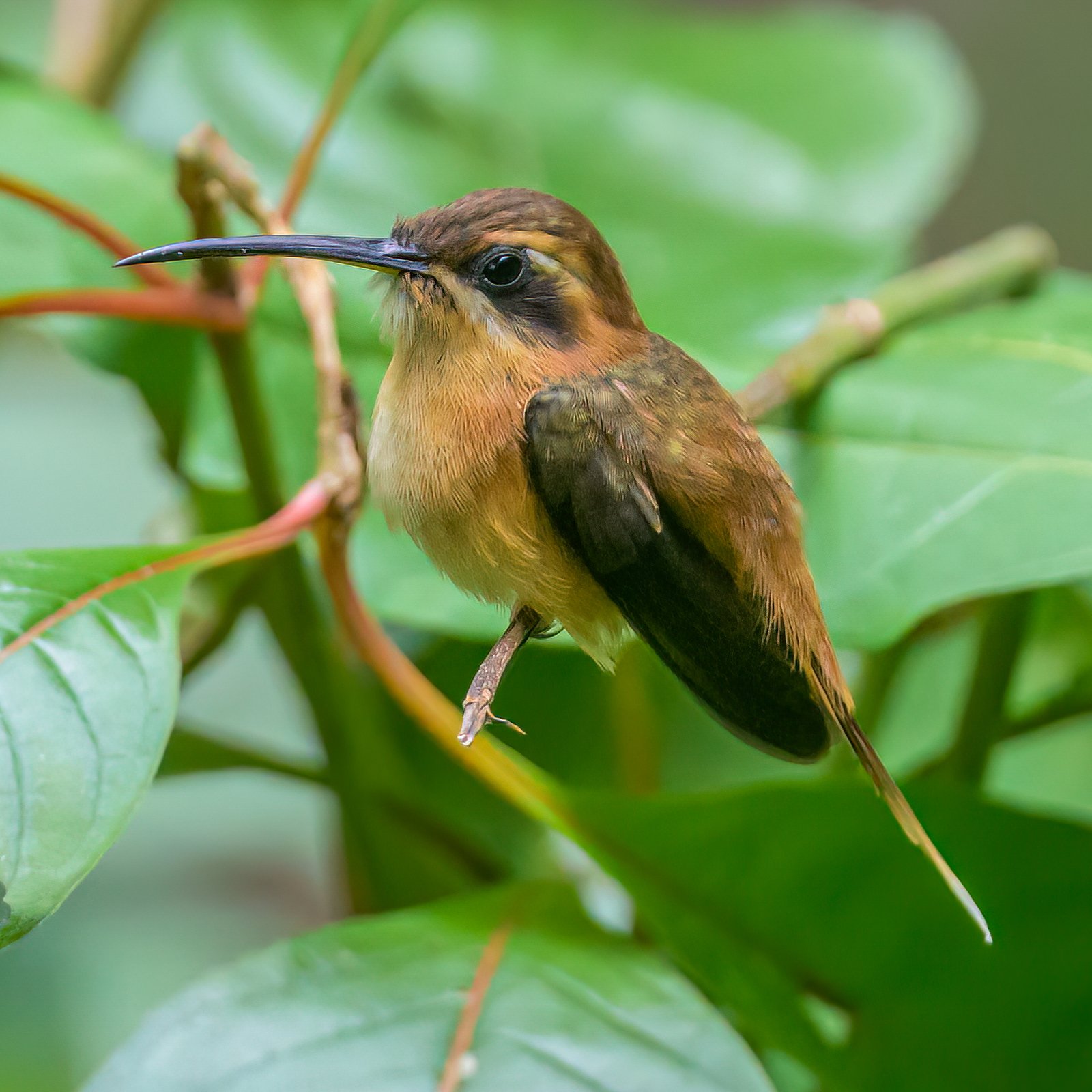 Kleine streepkeelheremietkolibrie (Phaethornis striigularis)