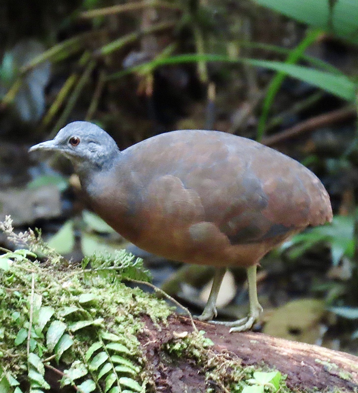 Kleine tinamoe (Crypturellus soui)