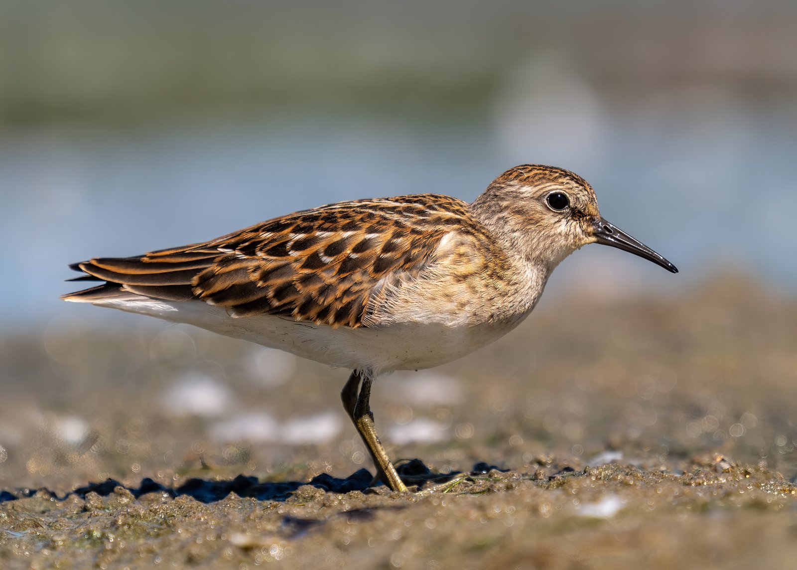 Kleinste strandloper (Calidris minutilla)