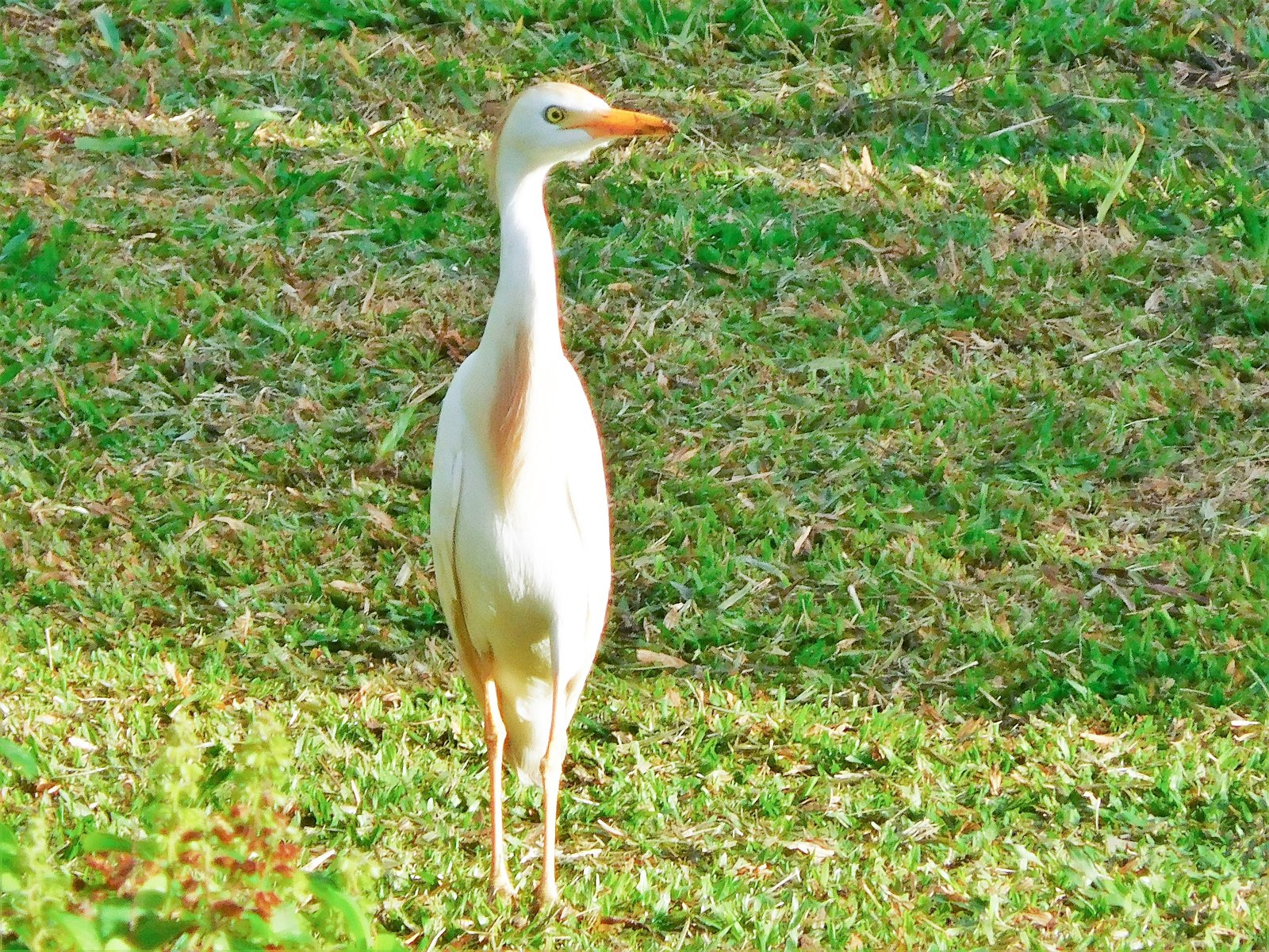 Koereiger (Ardea ibis)