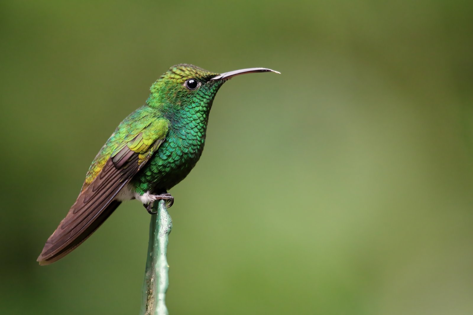 Koperkopsmaragdkolibrie (Microchera cupreiceps)