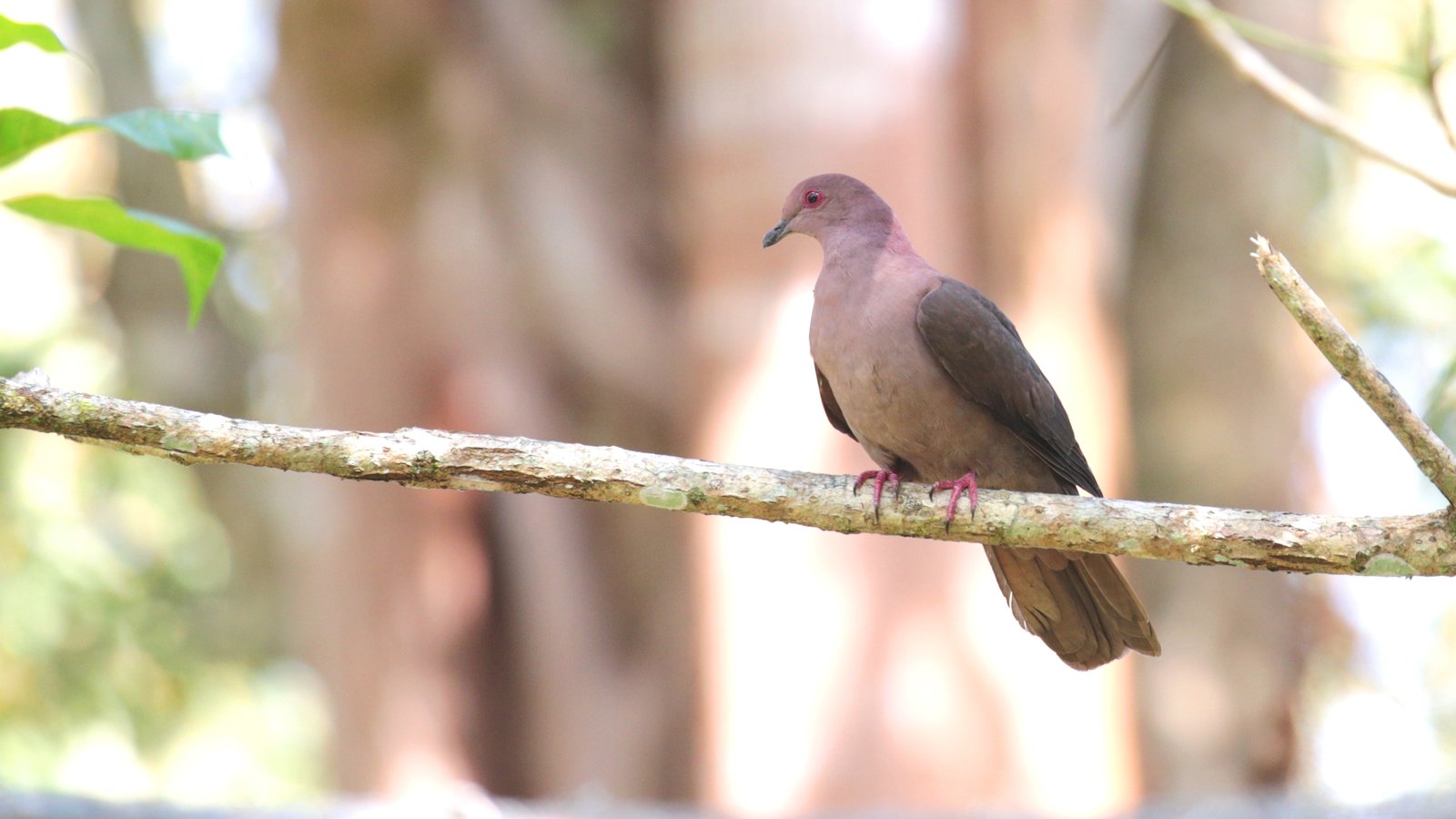 Kortsnavelduif (Patagioenas nigrirostris)