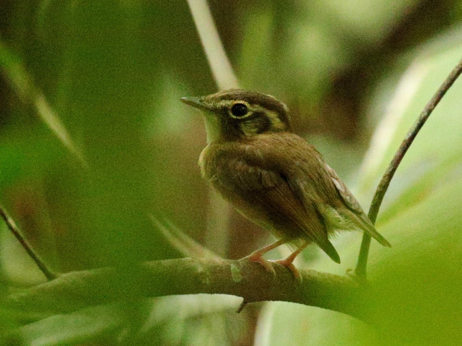 Kortstaartbreedbektiran (Platyrinchus cancrominus)