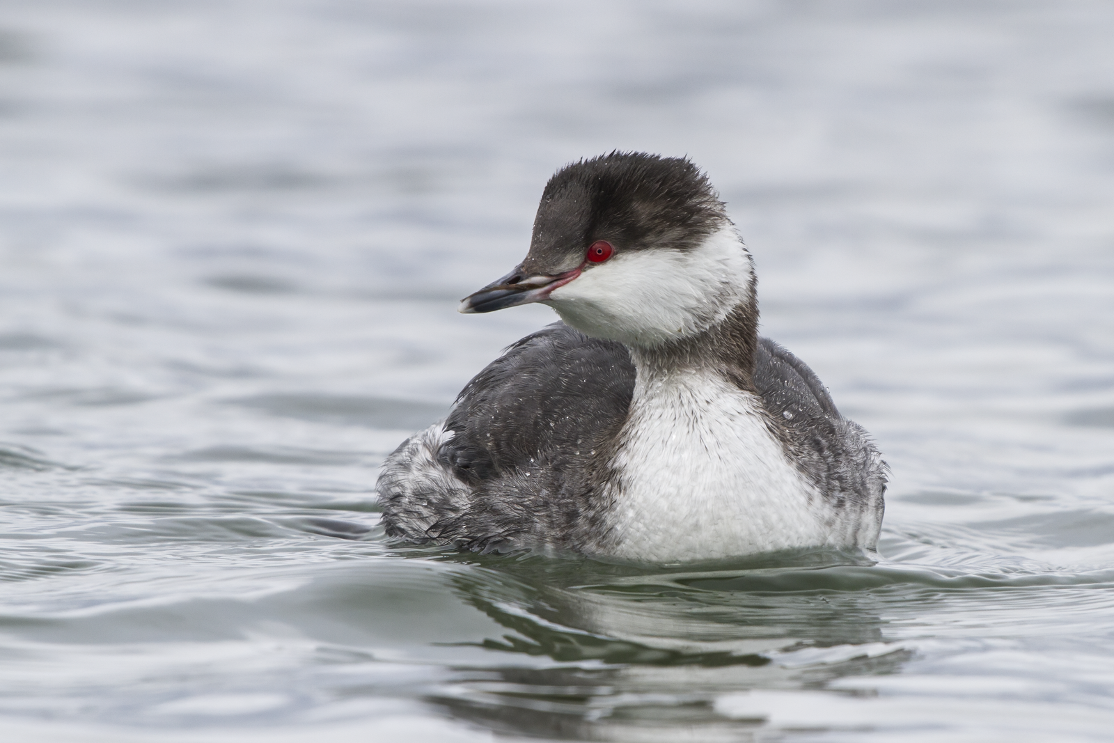 Kuifduiker (Podiceps auritus)