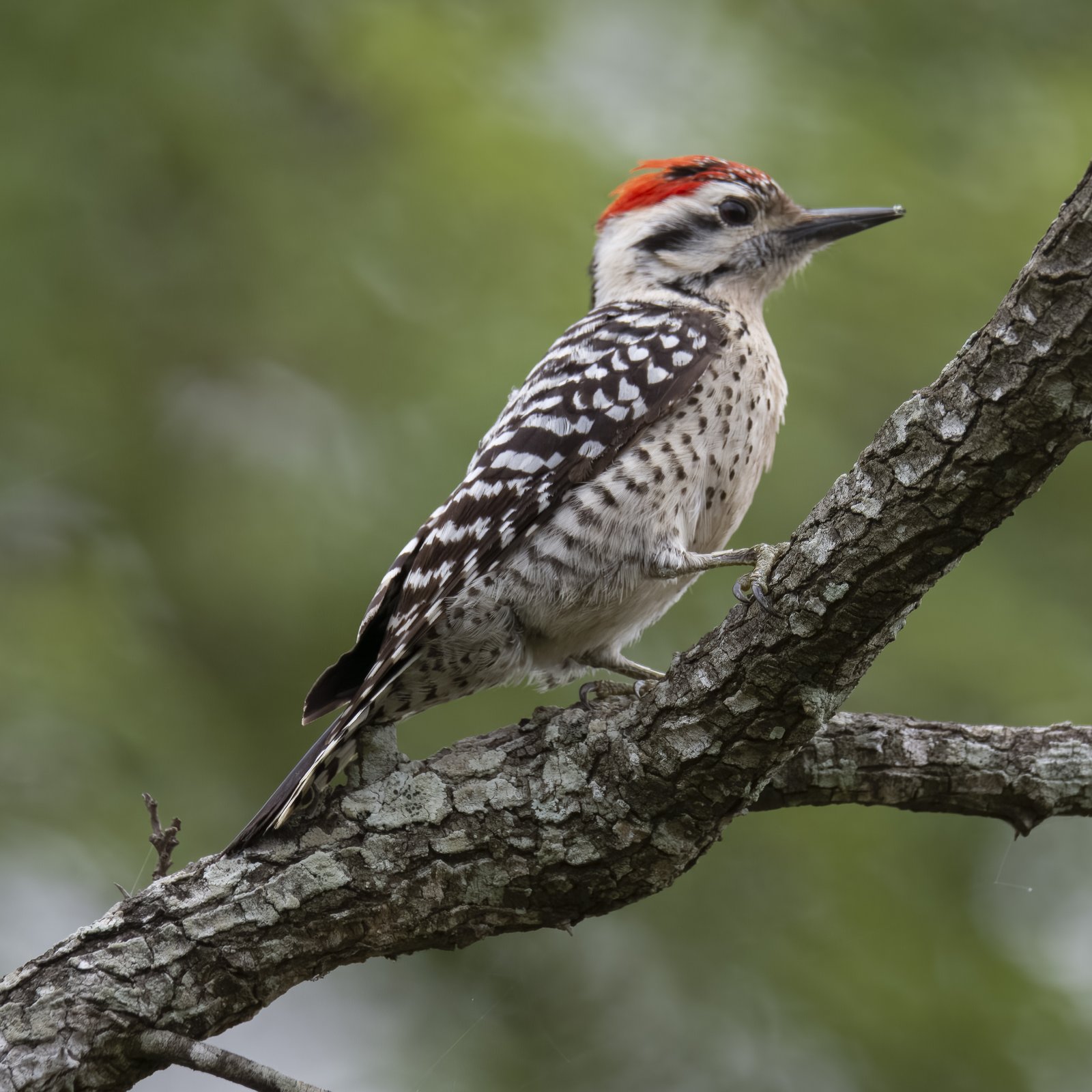 Ladderspecht (Dryobates scalaris)
