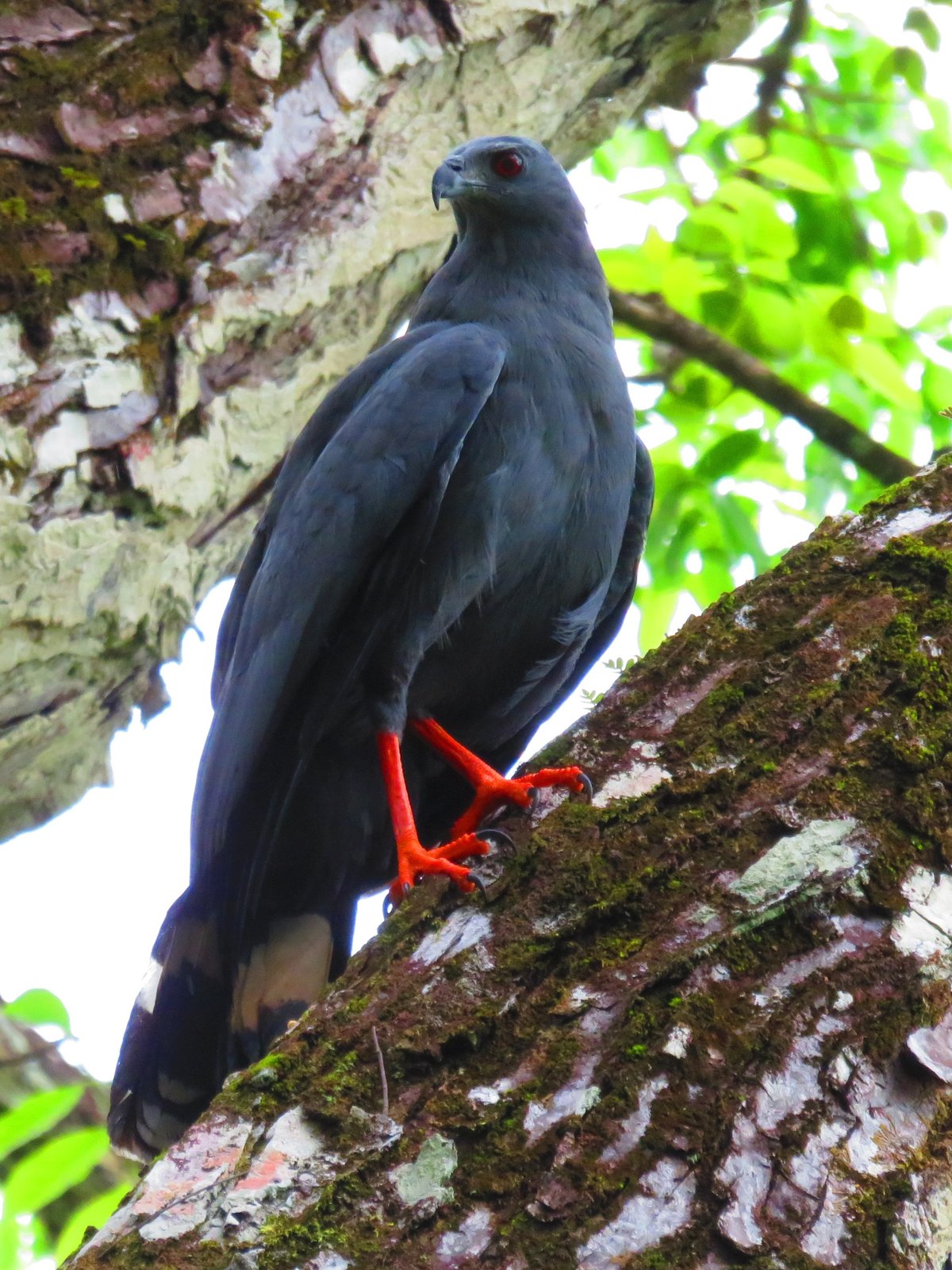 Langpootkiekendief (Geranospiza caerulescens)