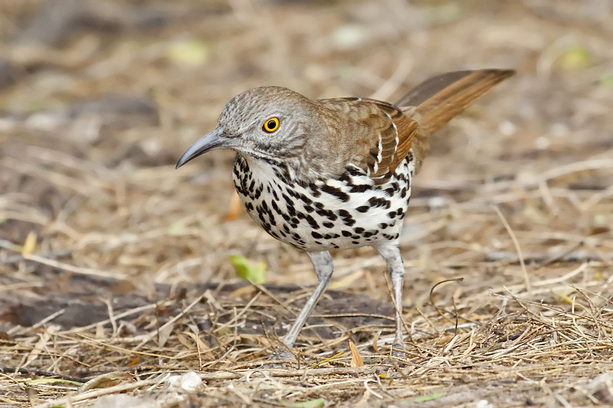 Langsnavelspotlijster (Toxostoma longirostre)