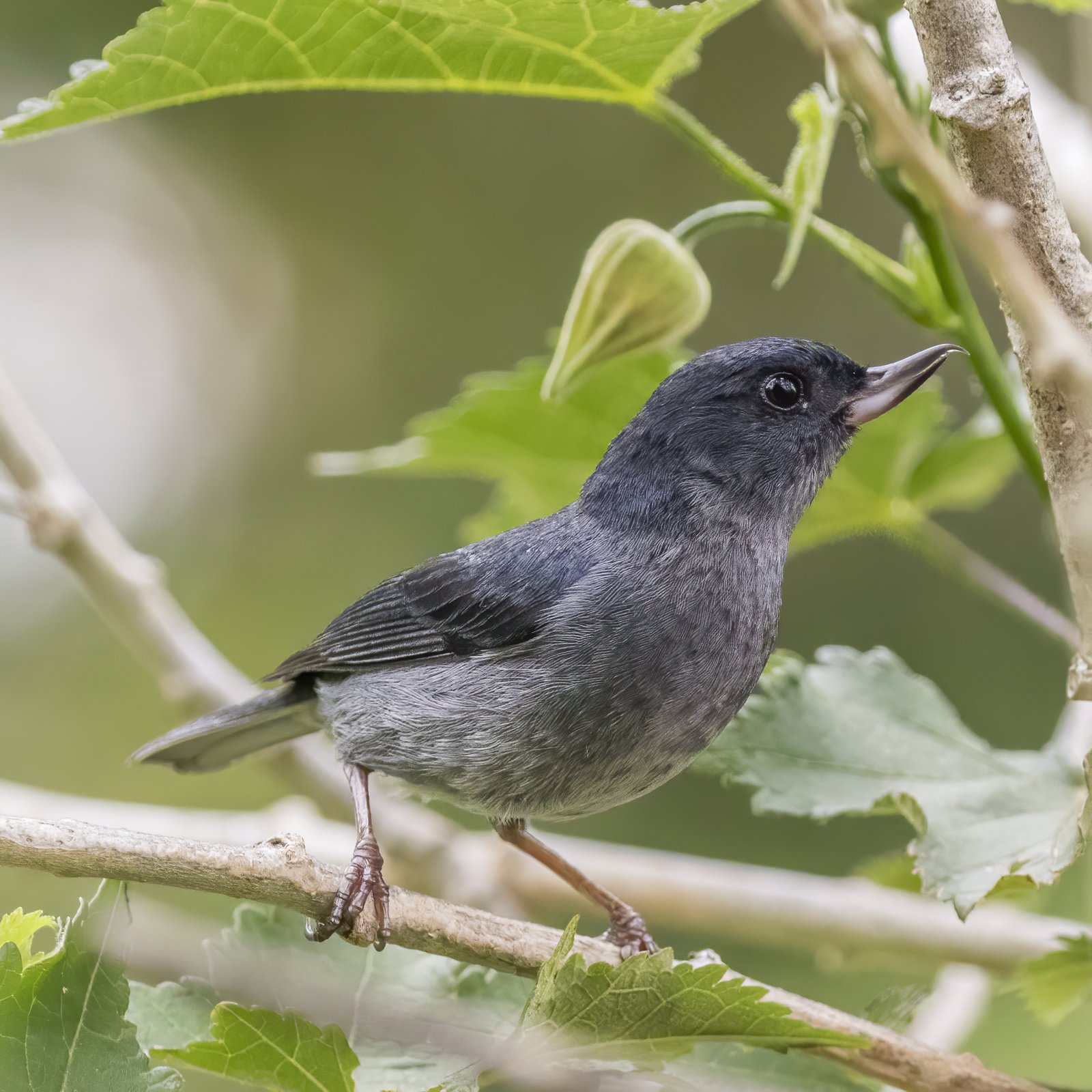 Leigrijze berghoningkruiper (Diglossa plumbea)