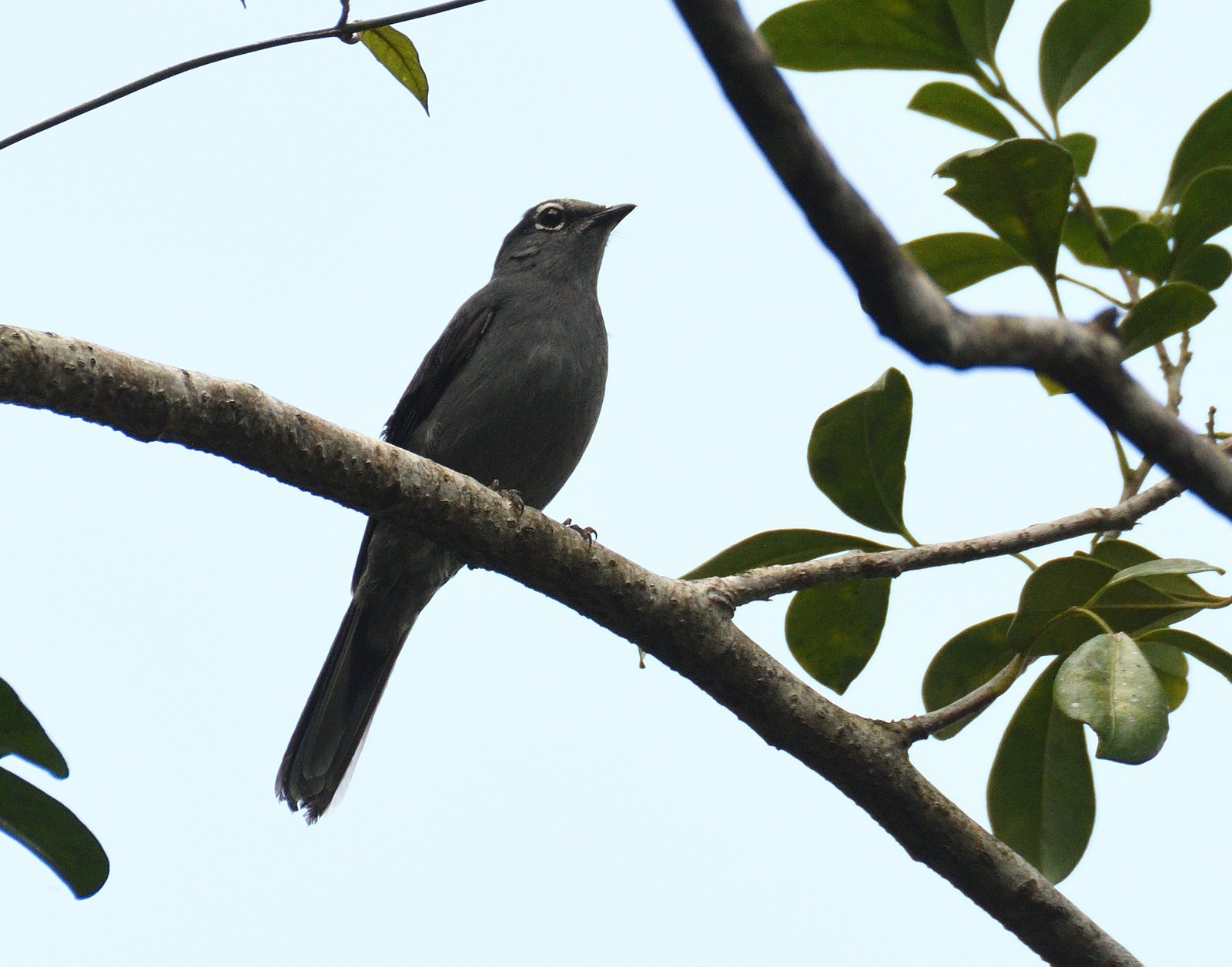 Leigrijze solitaire (Myadestes unicolor)