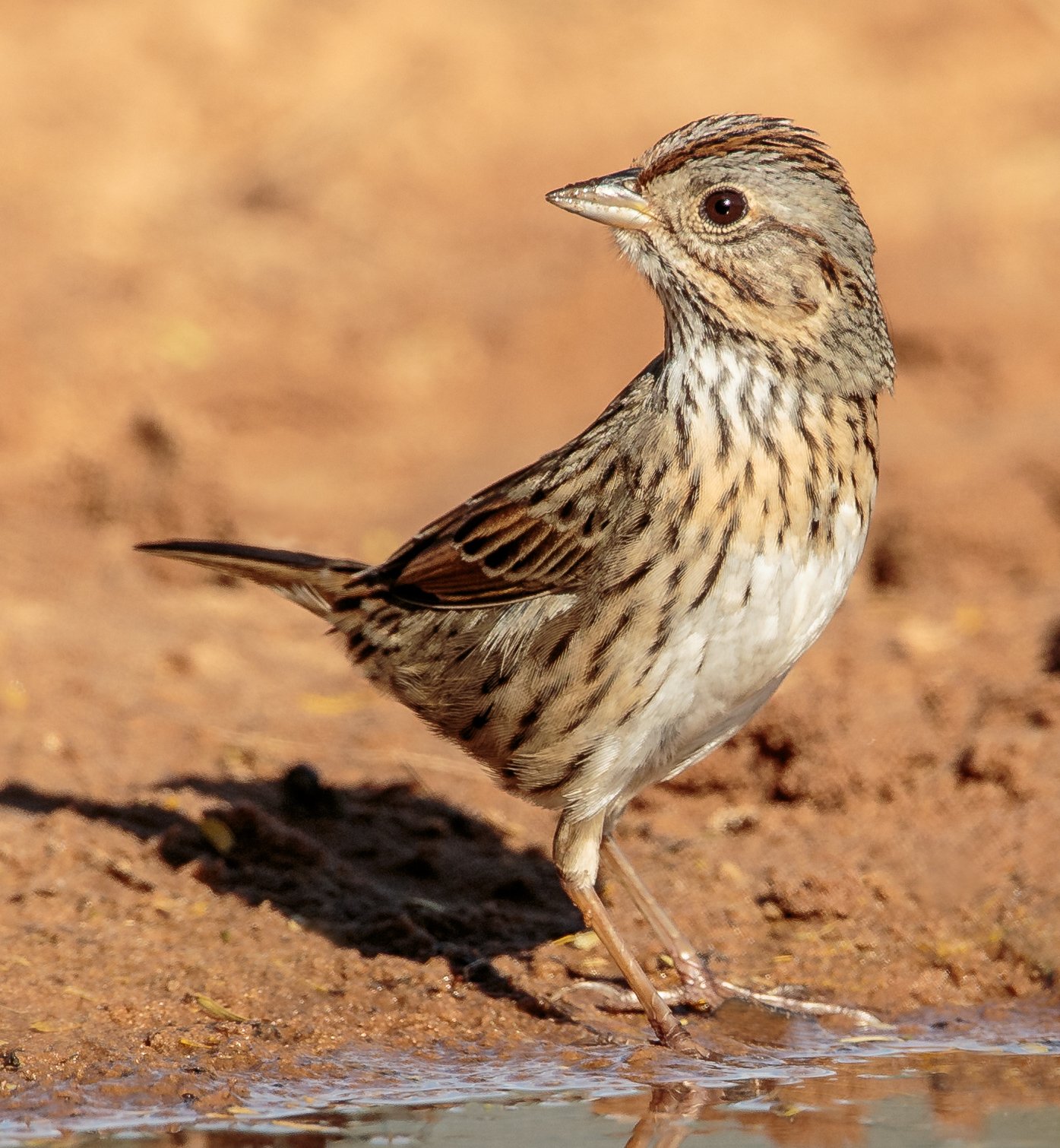Lincolns gors (Melospiza lincolnii)