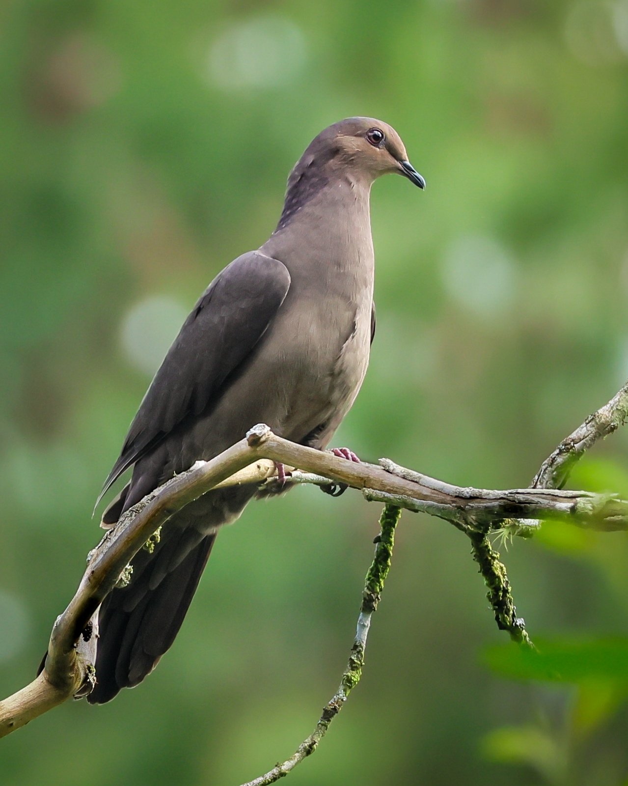 Loodgrijze duif (Patagioenas plumbea)