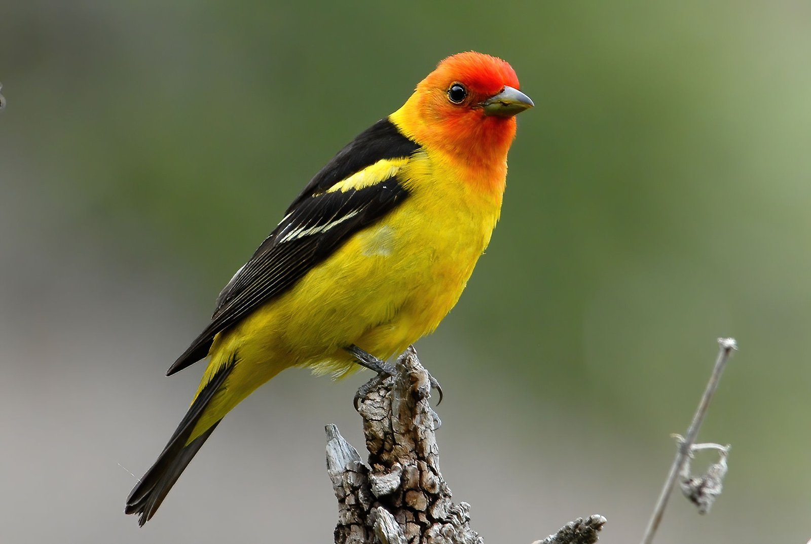 Louisianatangare (Piranga ludoviciana)