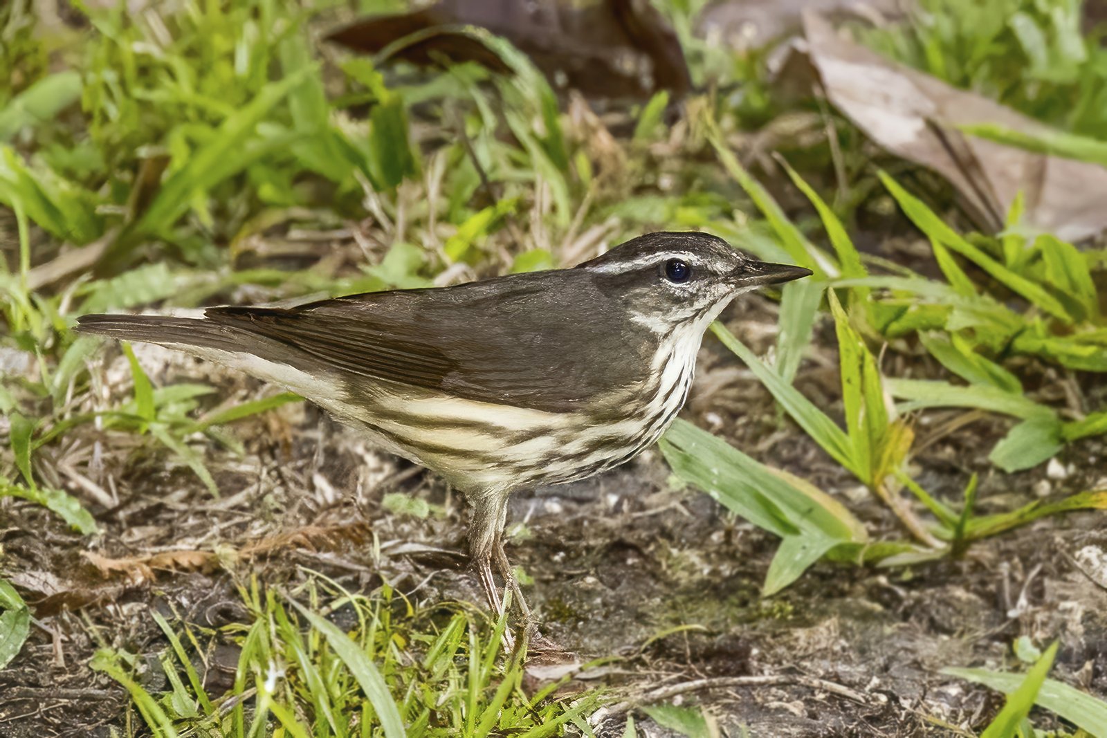 Louisianawaterlijster (Parkesia motacilla)
