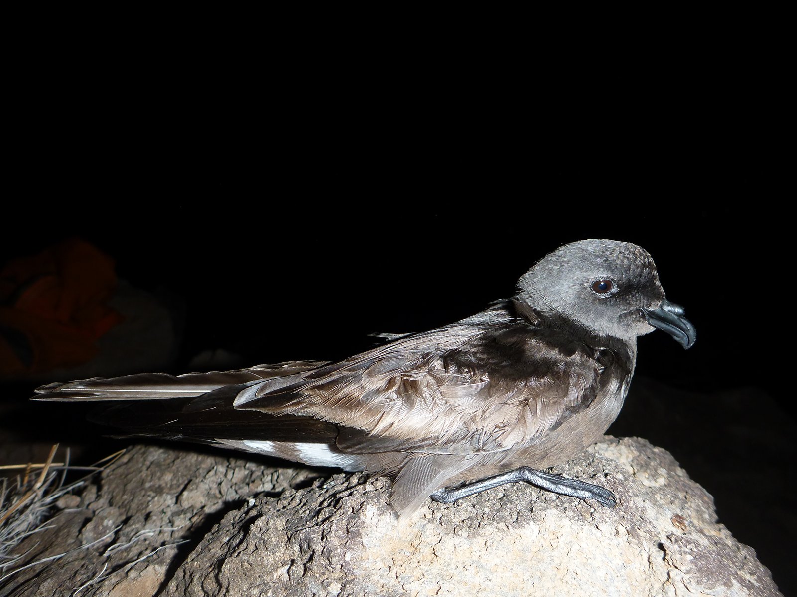 Madeirastormvogeltje (Hydrobates castro)