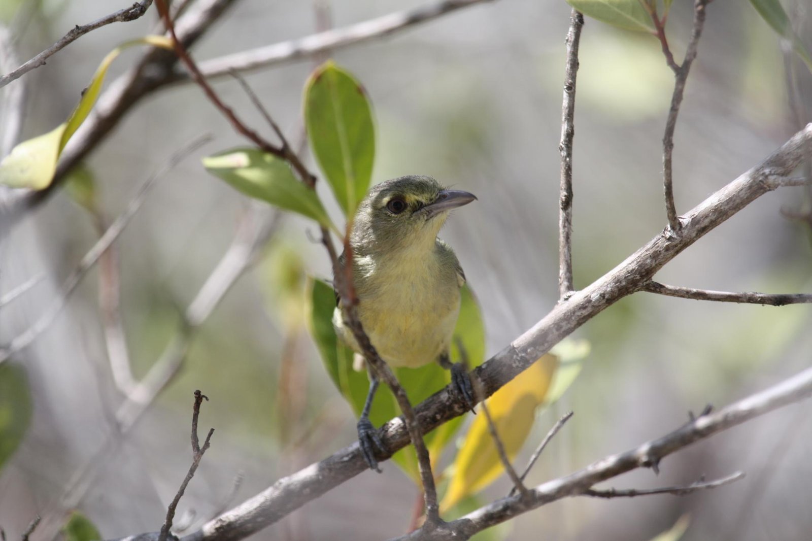 Mangrovevireo (Vireo pallens)