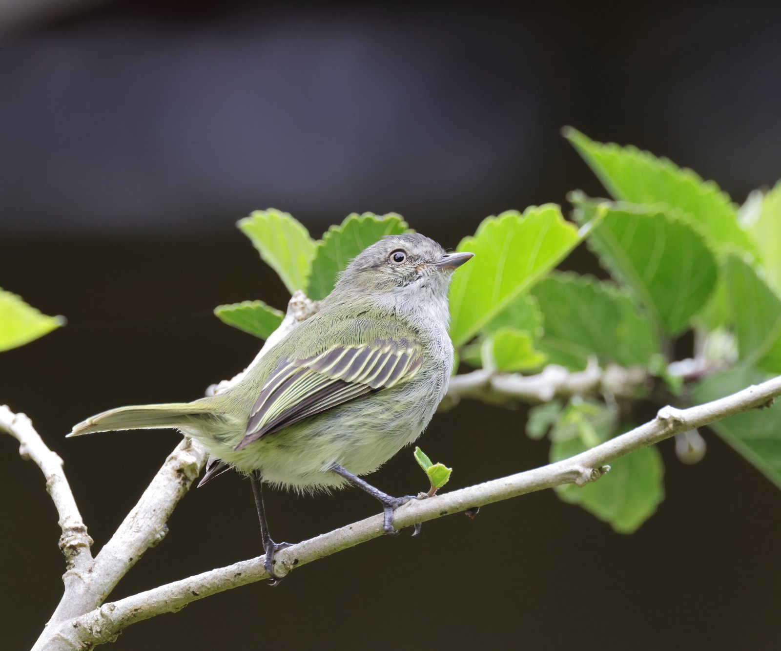 Maretakvliegenpikker (Zimmerius parvus)
