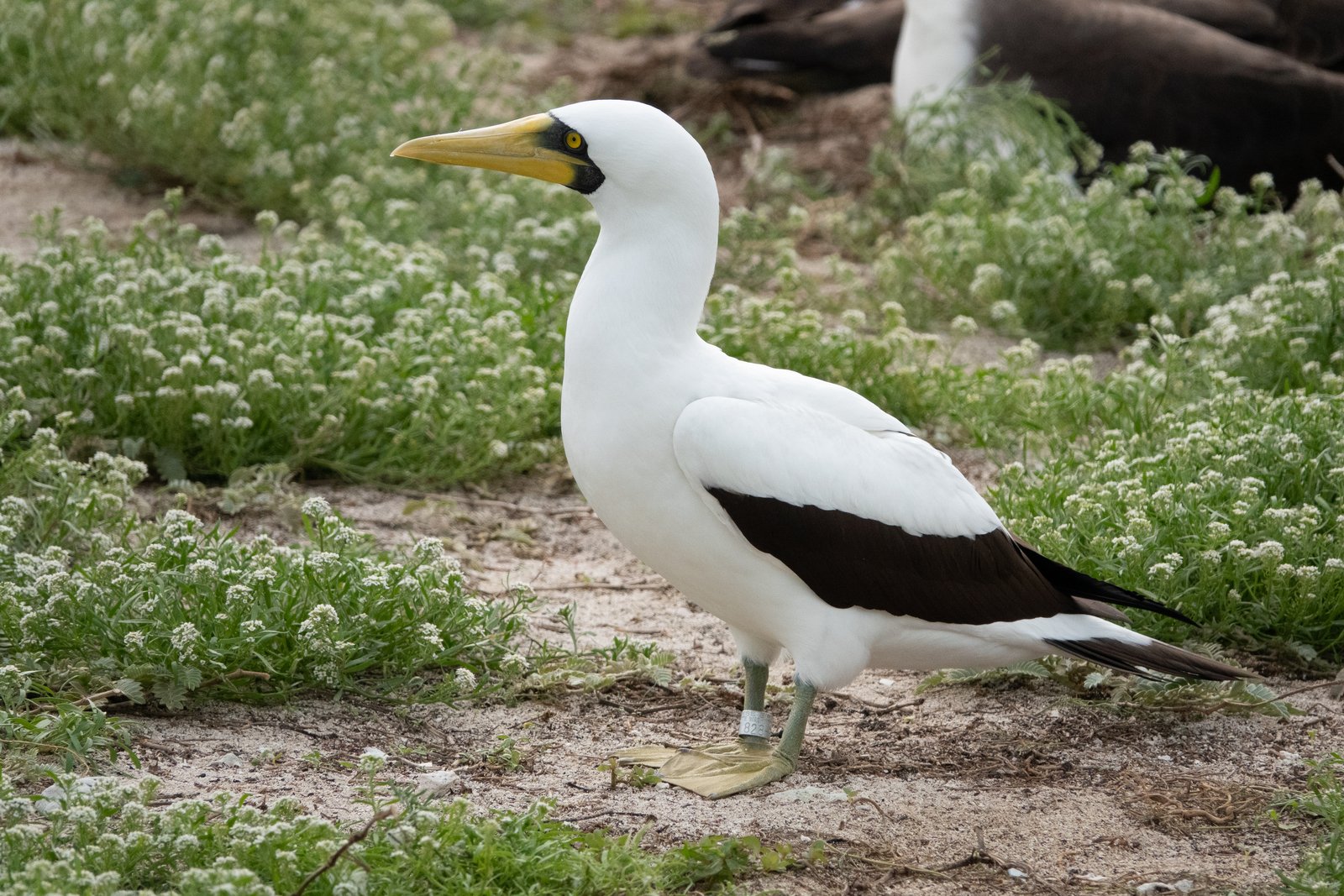 Maskergent (Sula dactylatra)