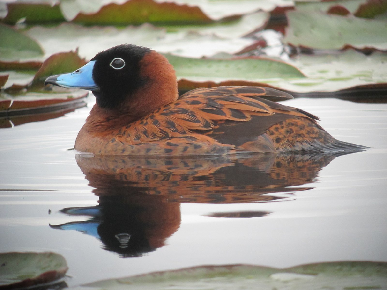 Maskerstekelstaart (Nomonyx dominicus)