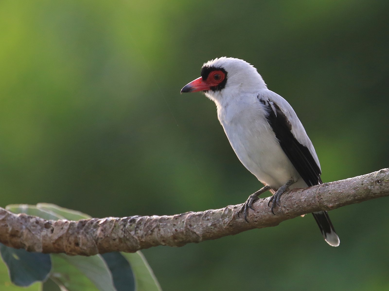 Maskertityra (Tityra semifasciata)